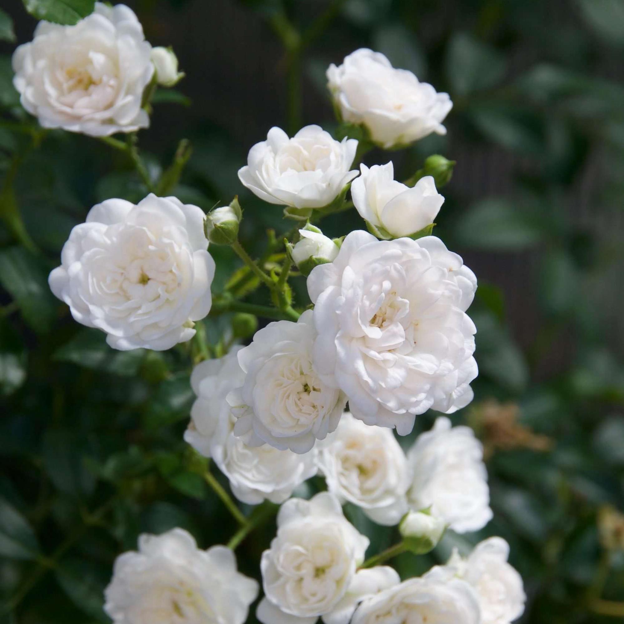 Tuin Roos - Rosa White Fairy - Roos - Winterhard - Wit - 1 Plant - Pot 12cm - Hoogte Hoogte 20-25cm