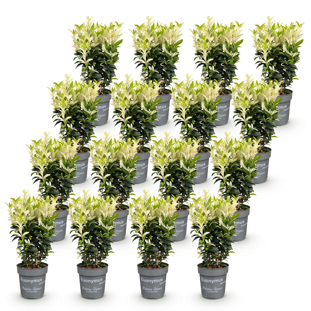 16x Euonymus japonica Paloma Blanca - Kardinaalsmuts - Haagplanten - Groenblijvend - Groen - Wit - Pot 9cm - Hoogte 20-30cm