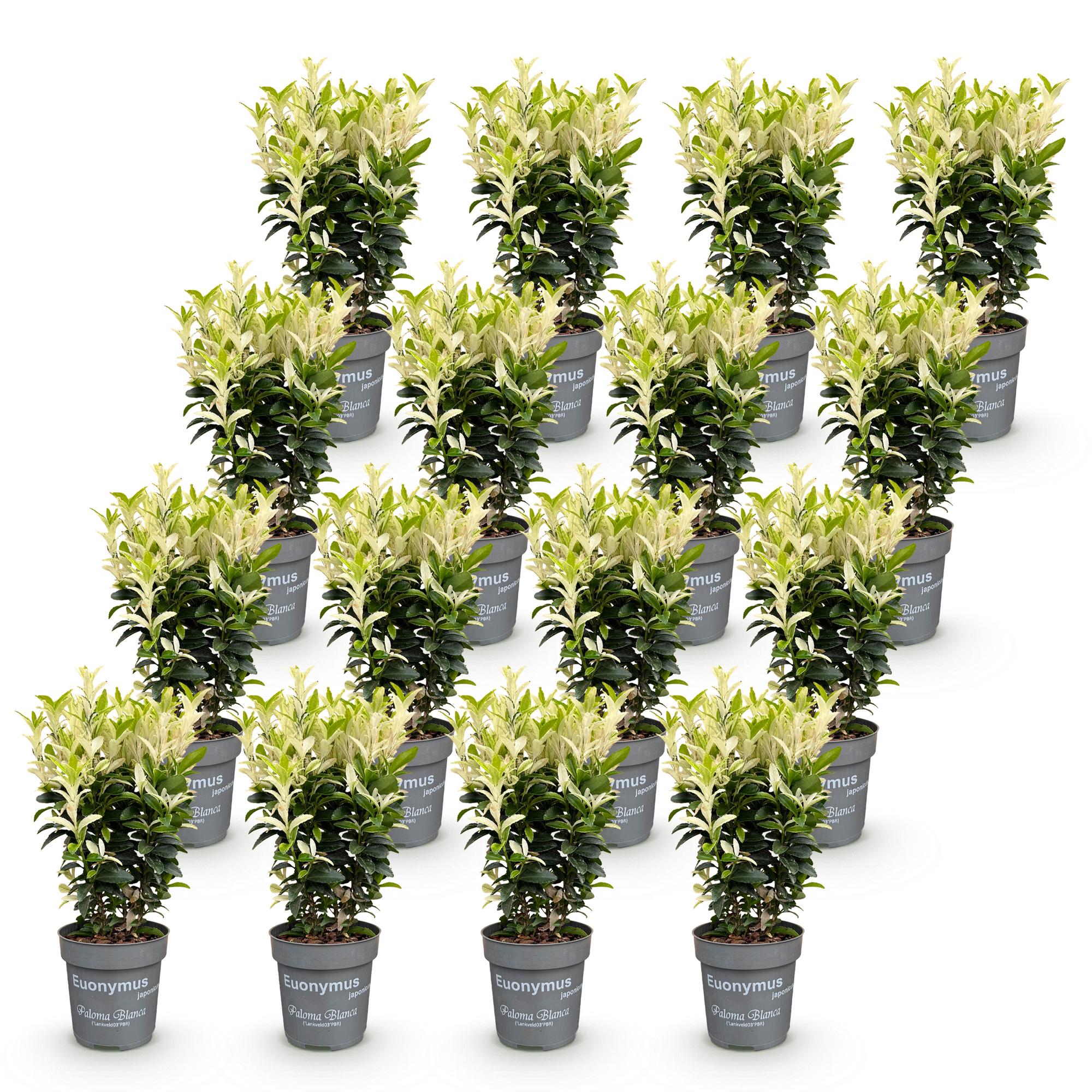 16x Euonymus japonica Paloma Blanca - Kardinaalsmuts - Haagplanten - Groenblijvend - Groen - Wit - Pot 9cm - Hoogte 20-30cm