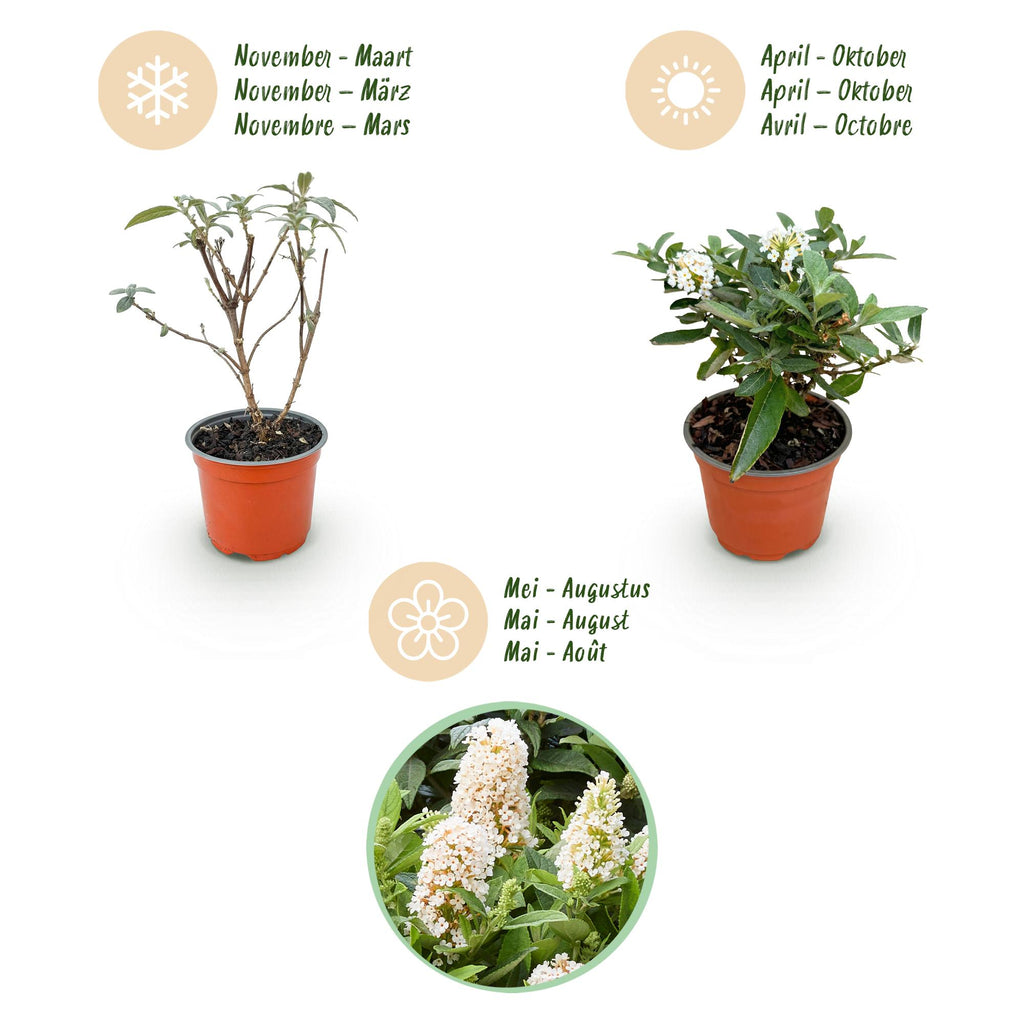 Tuinplant - Buddleja davidii Butterfly Candy Little White - Vlinderstruik - Compact - Wit - 3 Planten - Pot 12cm - Hoogte 20-25cm