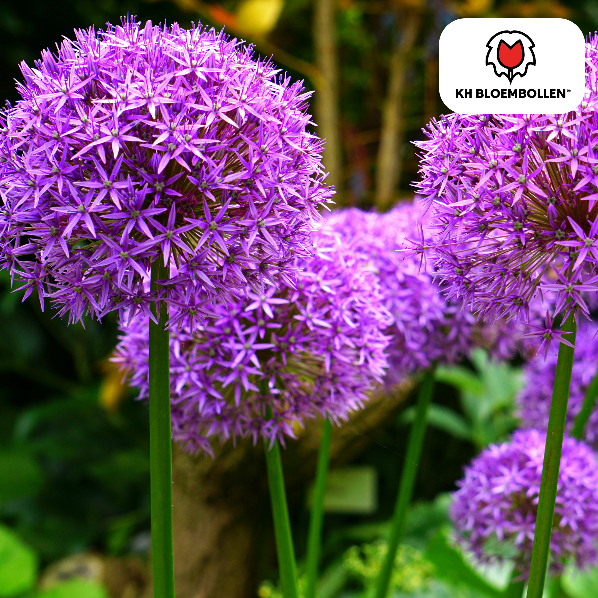 Allium Mix bollen 4 stuks