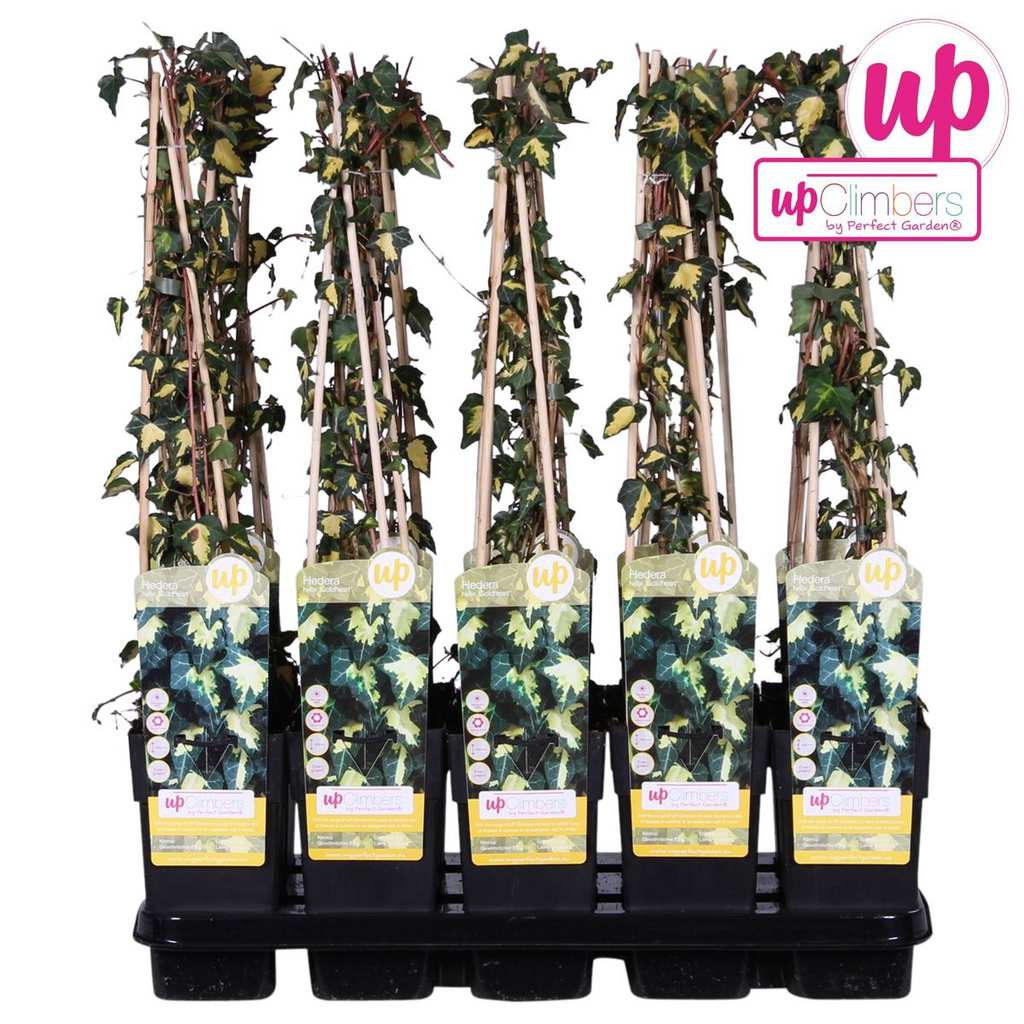 Hedera helix 'Goldheart' - Ø15cm - ↕65cm
