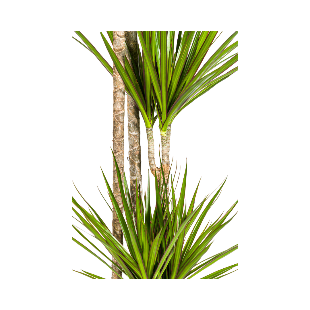 Dracaena Marginata Green Ø27cm - ↕170 - 190cm