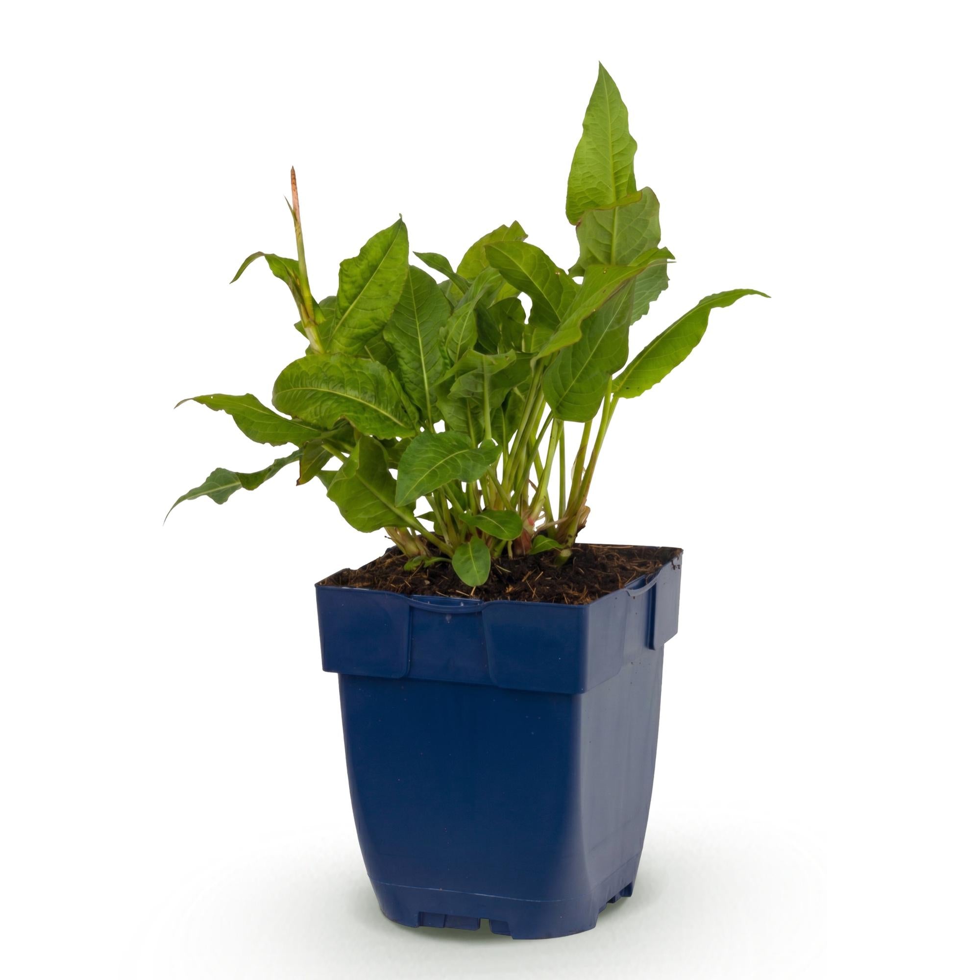 Vasteplant - Persicaria ampl. Rosea - Duizendknoop - Schaduw - Roze - 1 Plant - Pot 11cm - Hoogte 15-25cm