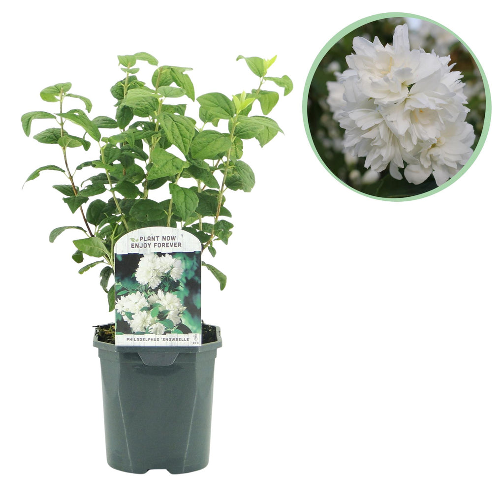 Boerenjasmijn -   Philadelphus Snowbelle - Bloem Wit - 1 Plant - Bladverliezend - Weinig Onderhoud - Pot 17cm Hoogte 45cm