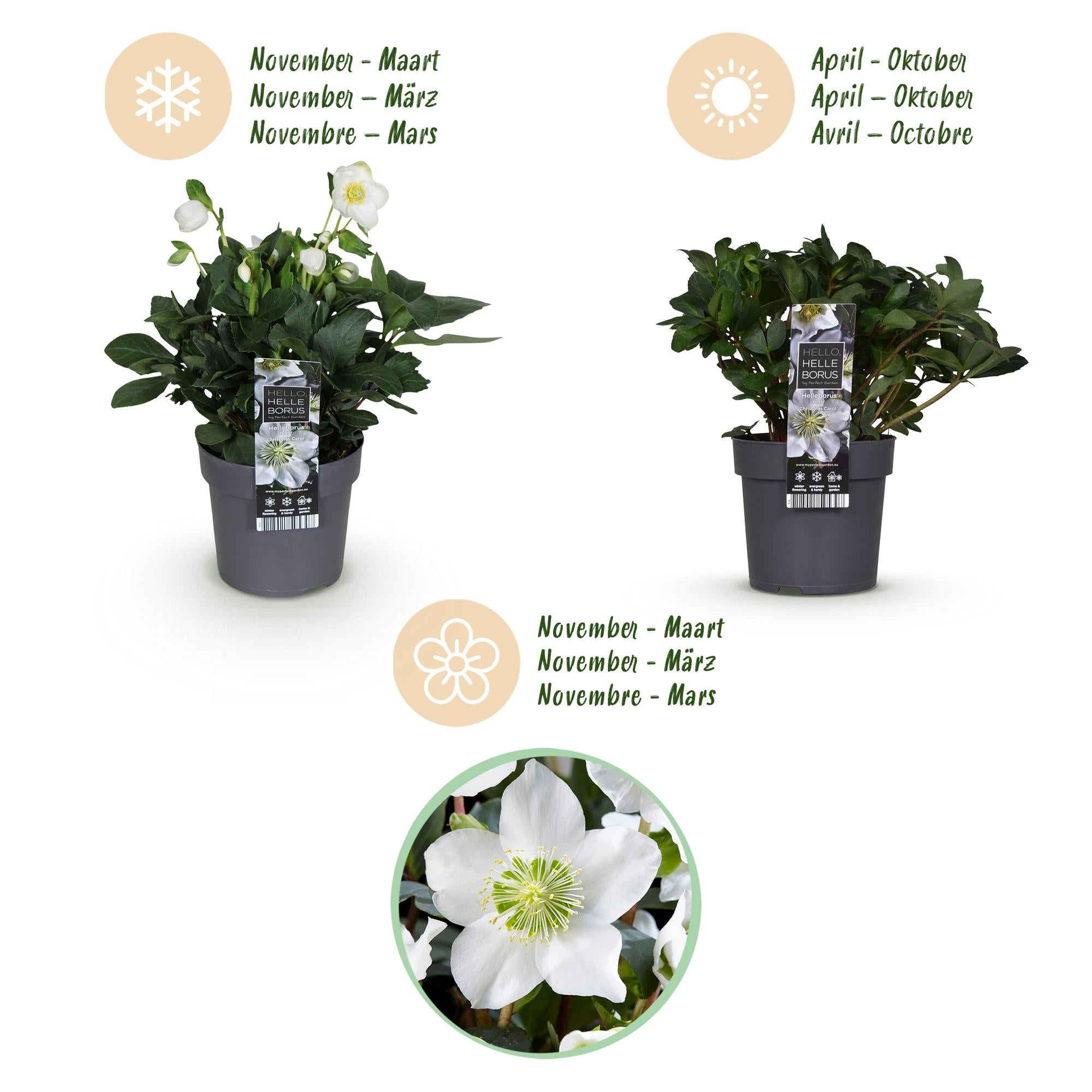 Tuinplant - Kerstroos - Helleborus Christmas Carol  - Witte Bloem -2 Planten - Groenblijvend - Pot 14cm Hoogte 30cm