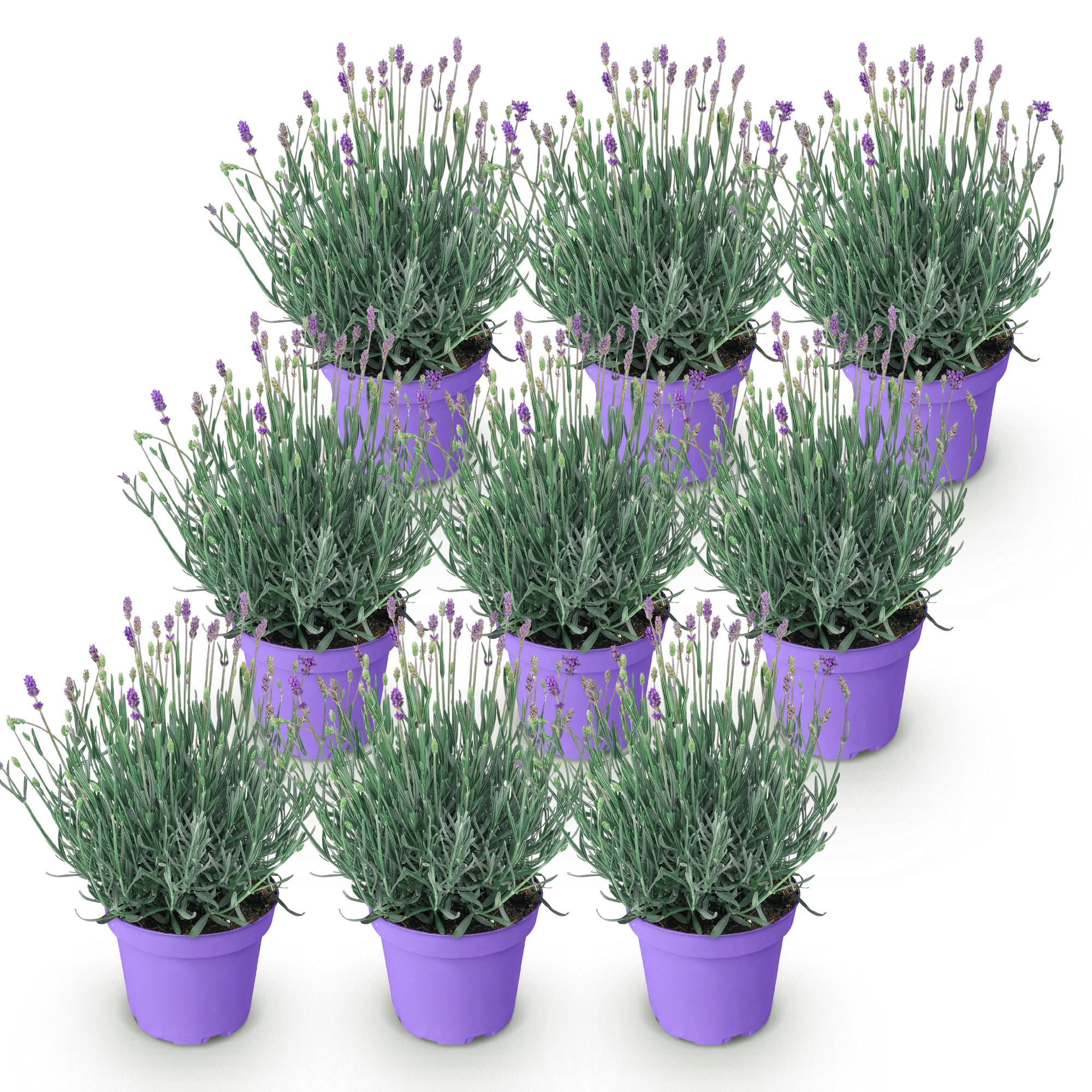 Tuinplant - Lavandula angustifolia Munstead - Lavendel - Winterhard - Paars - 9 Planten - Pot 12cm - Hoogte 15-25cm