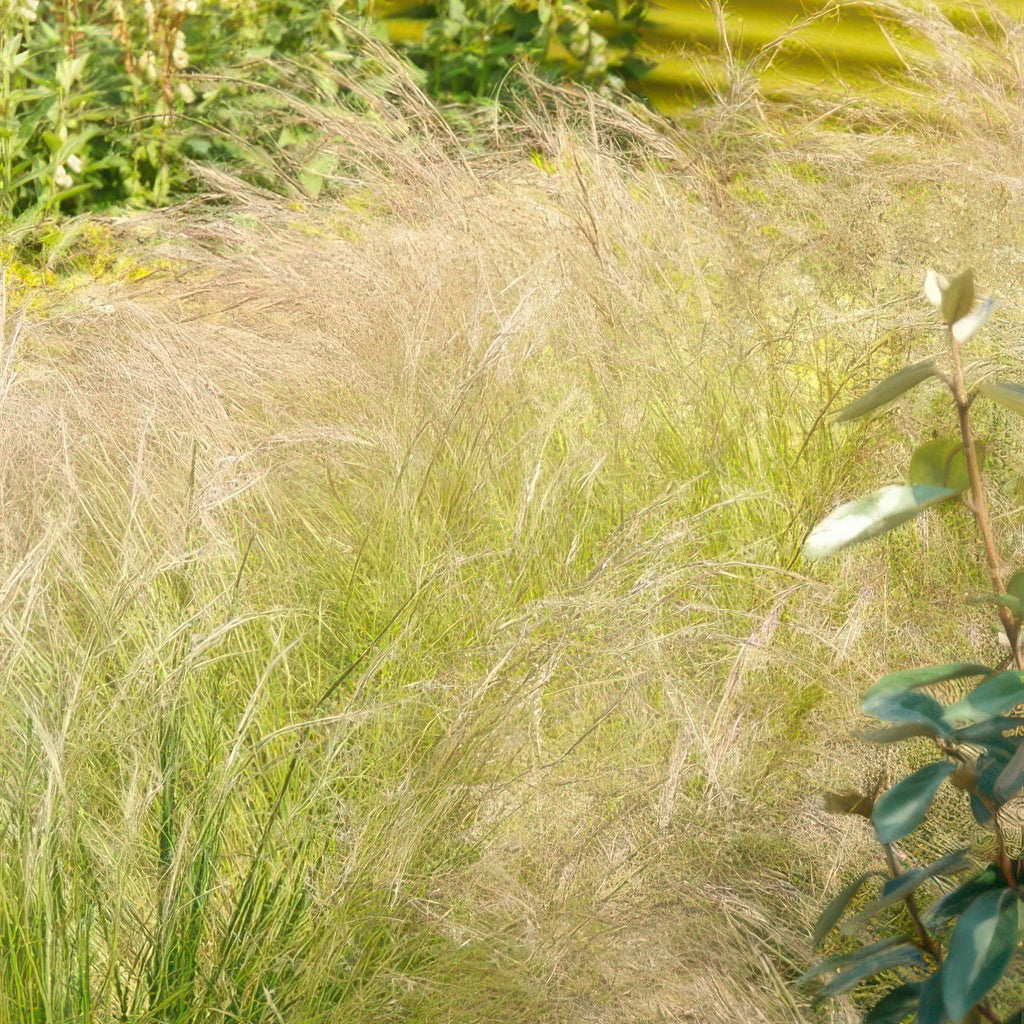 48x Stipa tenuissima 'Ponytails' - ↕10-25cm - Ø9cm