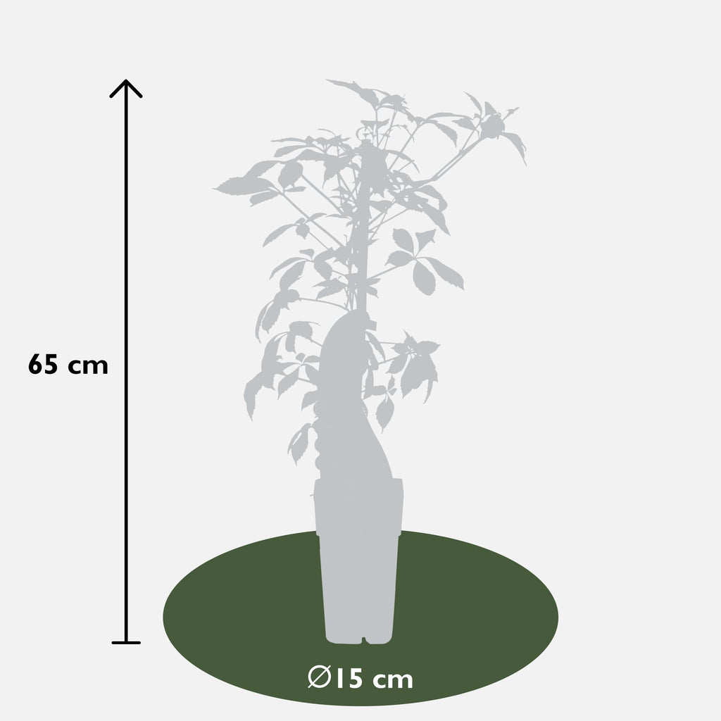 Parthenocissus henryana - Chinese Wilde Wingerd - Ø15cm - ↕65cm