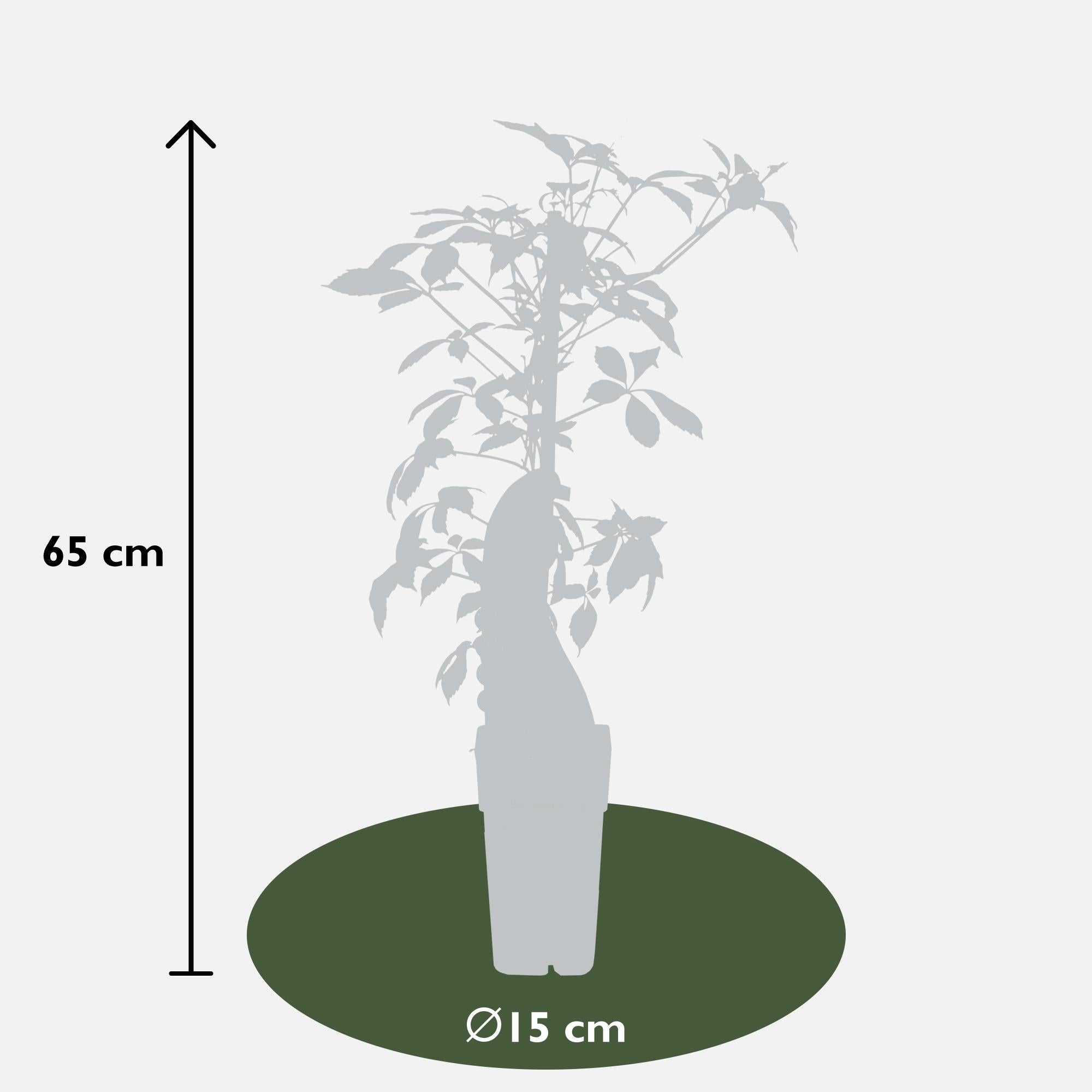 Parthenocissus henryana - Chinese Wilde Wingerd - Ø15cm - ↕65cm