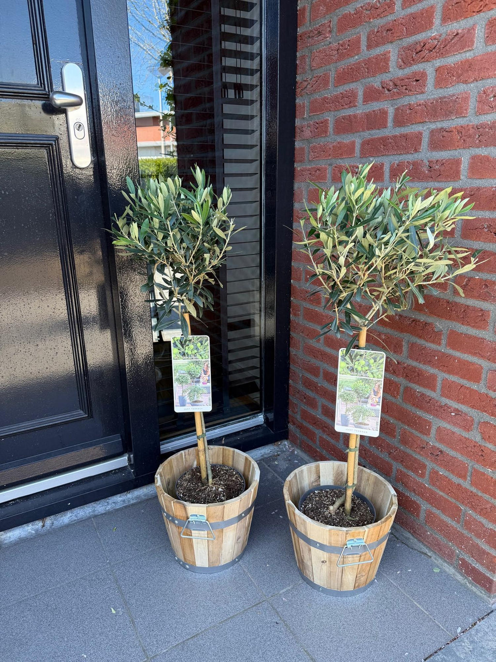 Plant op Stam - Olea Europaea - Terras Plant - Bladhoudend - Winterhard - Olijfgroen Blad - Pot 19cm Hoogte 90cm