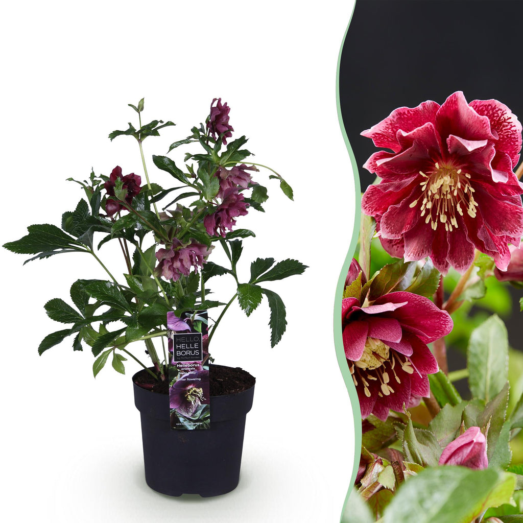 Tuinplant - Lenten Rose - Helleborus orientalis Double Ellen Red - Rode Bloem -1 Plant - Groenblijvend - Pot 14cm Hoogte 35cm