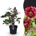 Tuinplant - Lenten Rose - Helleborus orientalis Double Ellen Red - Rode Bloem -1 Plant - Groenblijvend - Pot 14cm Hoogte 35cm