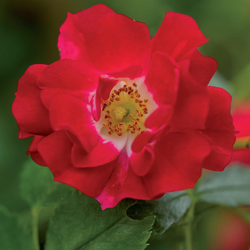 Klimroos - Rosa Red Queen - Bloem Rood - Weinig onderhoud - 2 planten - Pot 11cm Hoogte 40cm