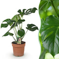 Green is... Kamerplanten - Monstera Deliciosa - Gatenplant - Weinig onderhoud - Groen - 1 Plant - Pot 17cm - Hoogte 50-55cm