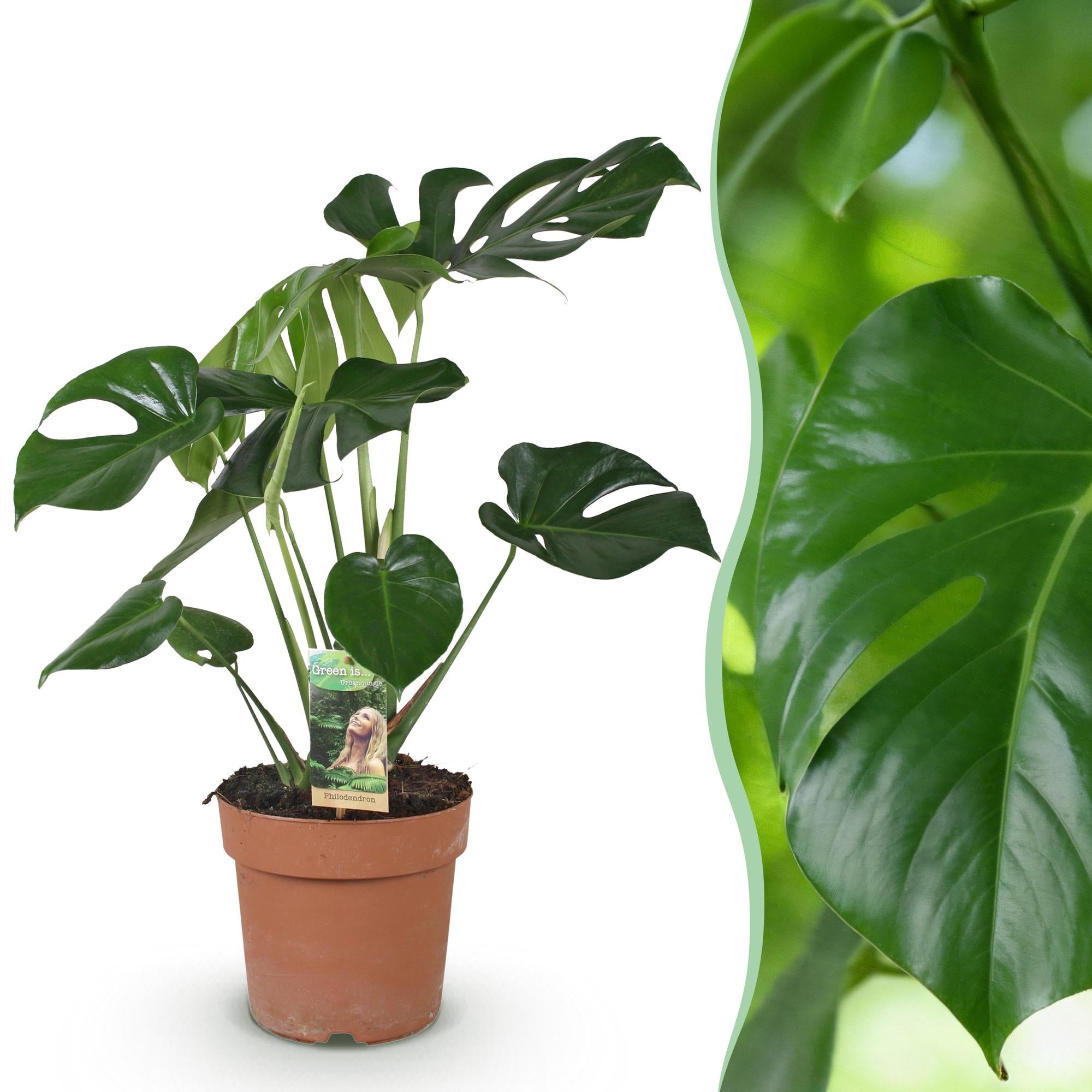 Green is... Kamerplanten - Monstera Deliciosa - Gatenplant - Weinig onderhoud - Groen - 1 Plant - Pot 17cm - Hoogte 50-55cm