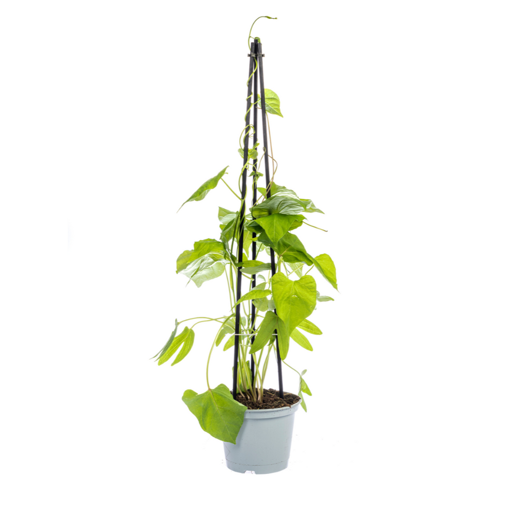 4x Mix Set uit Kletterpflanten: Rhodochiton, Cobea, Lathyrus & Ipomoea Ø13 cm - ↕60 cm