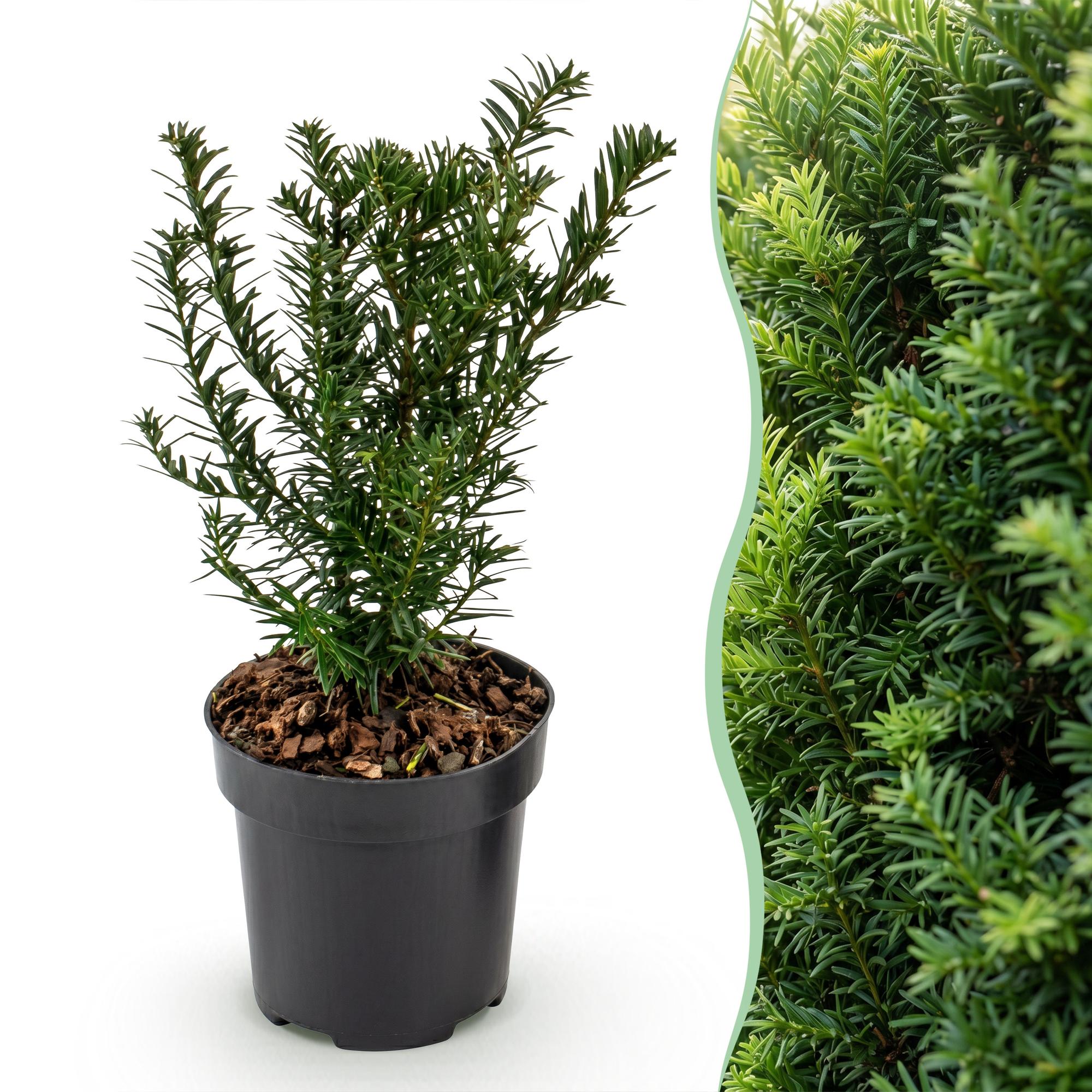 40x Taxus baccata - Venijnboom - Haagplanten - Groenblijvend - Groen - Pot 9cm - Hoogte 20-30cm
