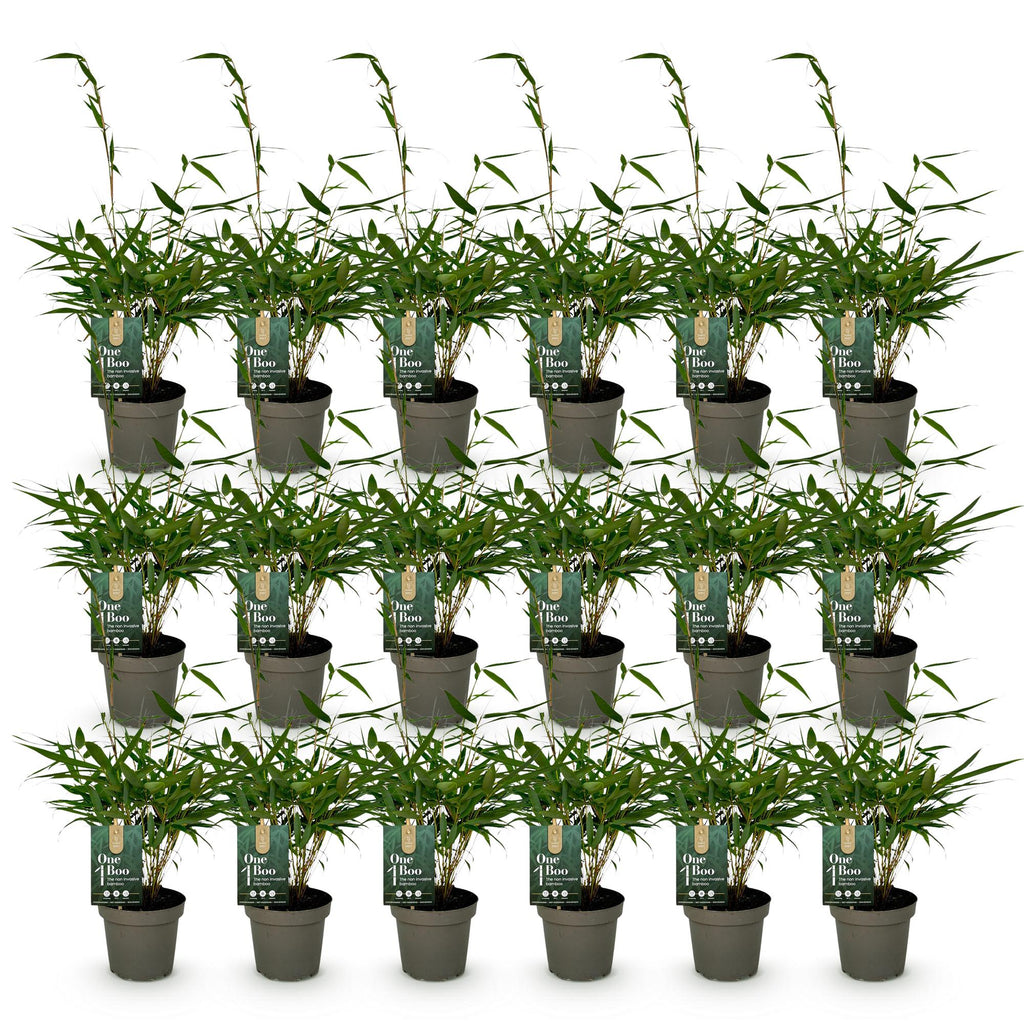 Bamboe - Fargesia robusta Pingwu - Bladhoudend - Niet Woekerend - Groen - 18 Planten - Pot 14cm - Hoogte 35cm