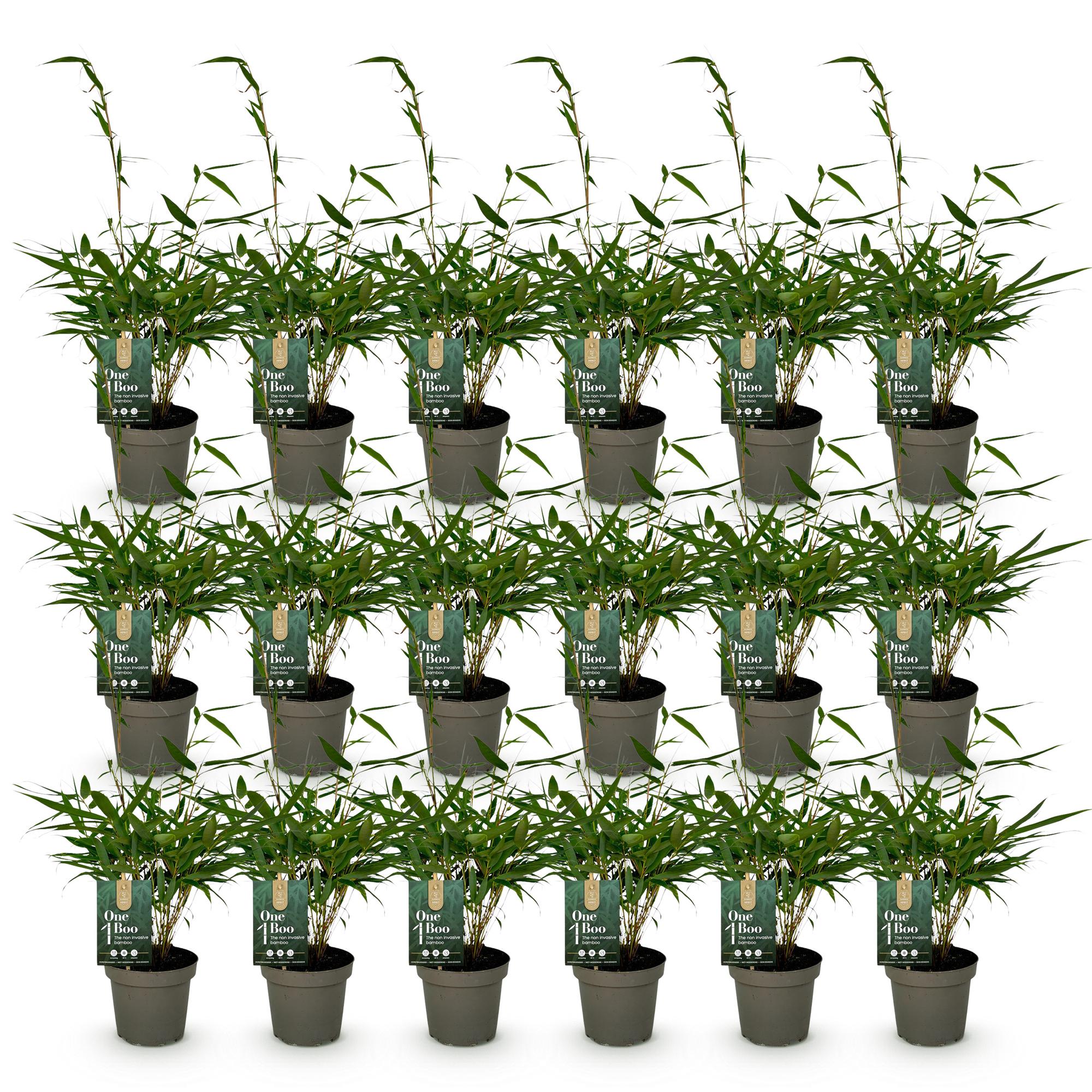 Bamboe - Fargesia robusta Pingwu - Bladhoudend - Niet Woekerend - Groen - 18 Planten - Pot 14cm - Hoogte 35cm
