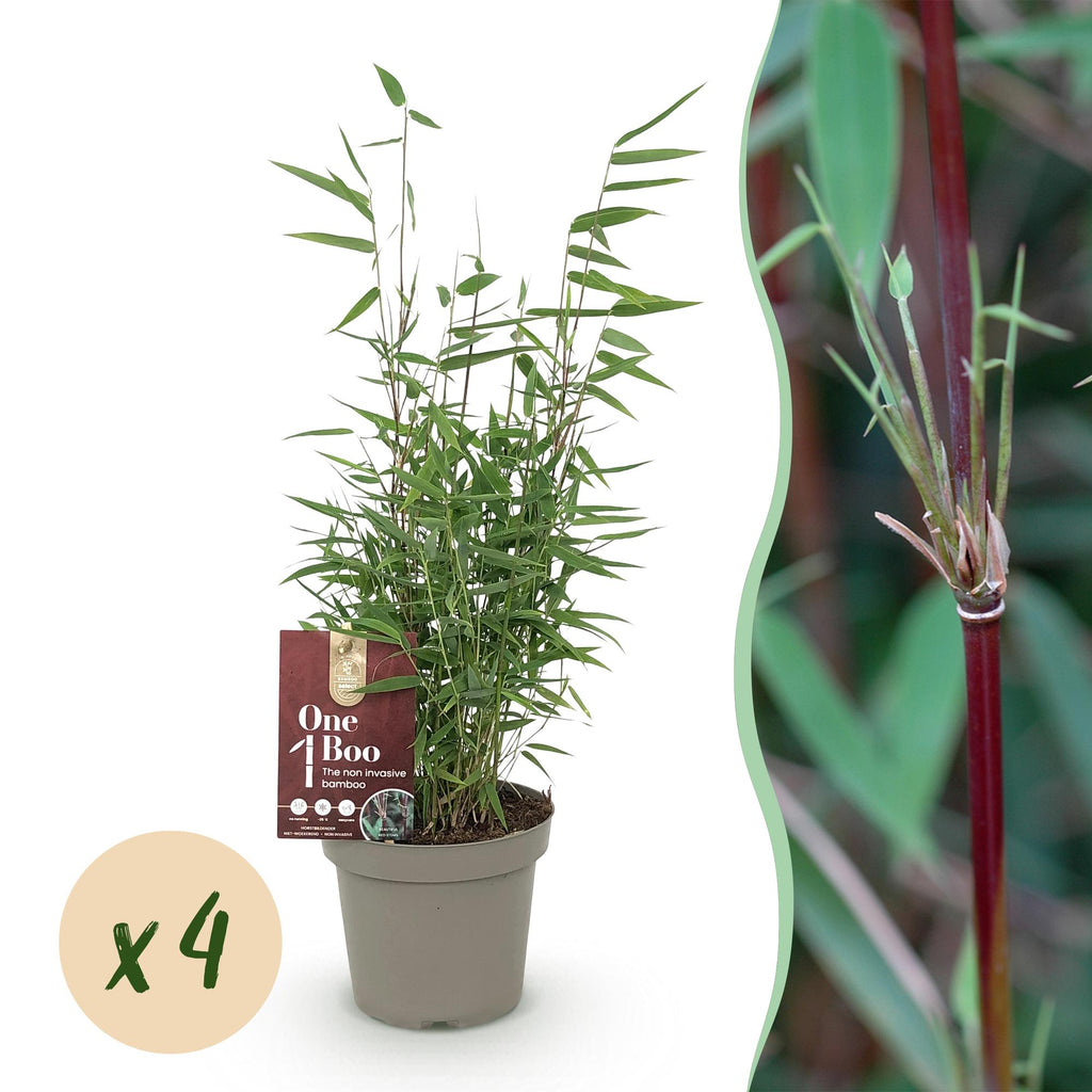 Bamboe - Fargesia Red Dragon - Groen - 4 Planten - Bladhoudend - Niet Woekerend- Pot 14cm Hoogte 35cm