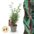 Bamboe - Fargesia Red Dragon - Groen - 4 Planten - Bladhoudend - Niet Woekerend- Pot 14cm Hoogte 35cm