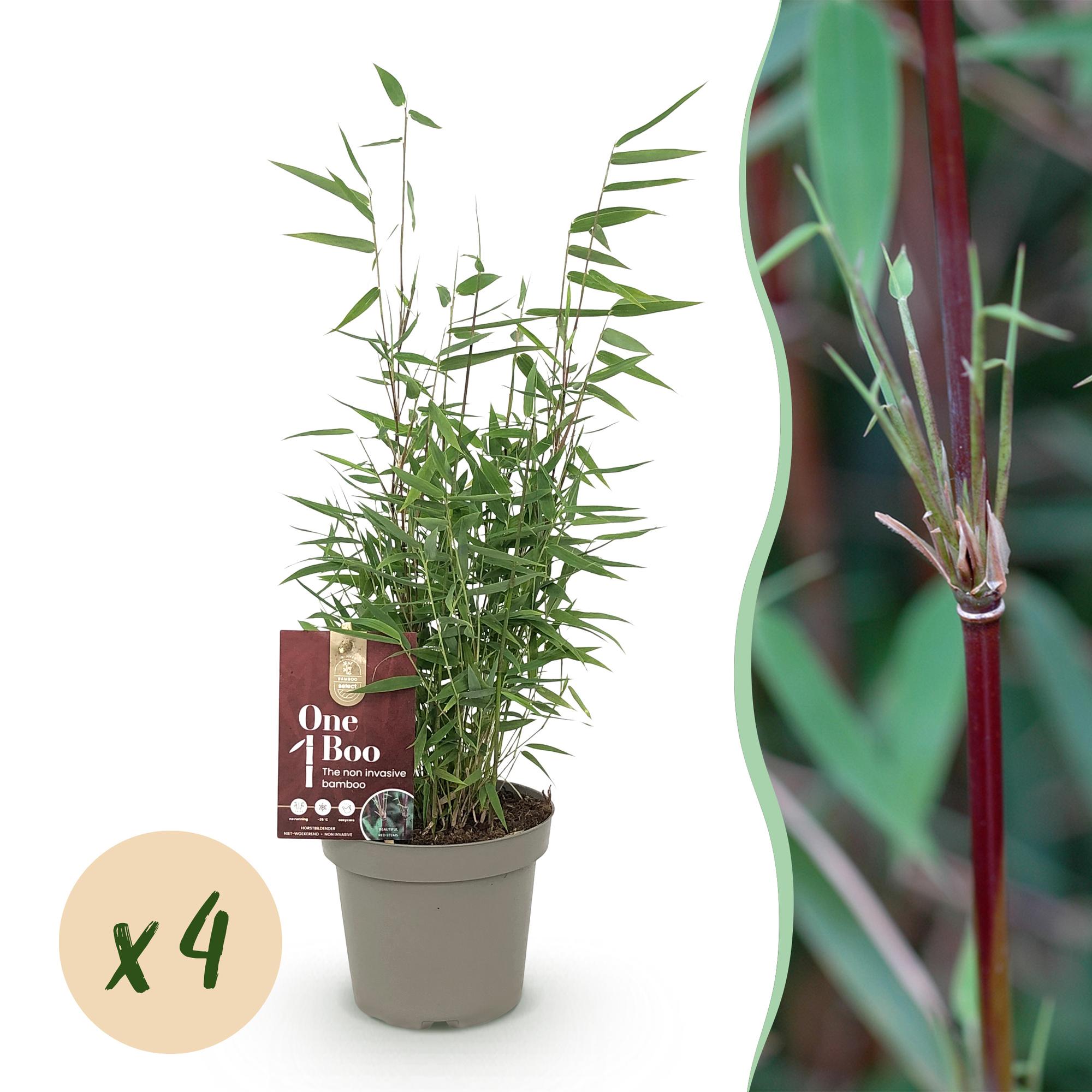 Bamboe - Fargesia Red Dragon - Groen - 4 Planten - Bladhoudend - Niet Woekerend- Pot 14cm Hoogte 35cm