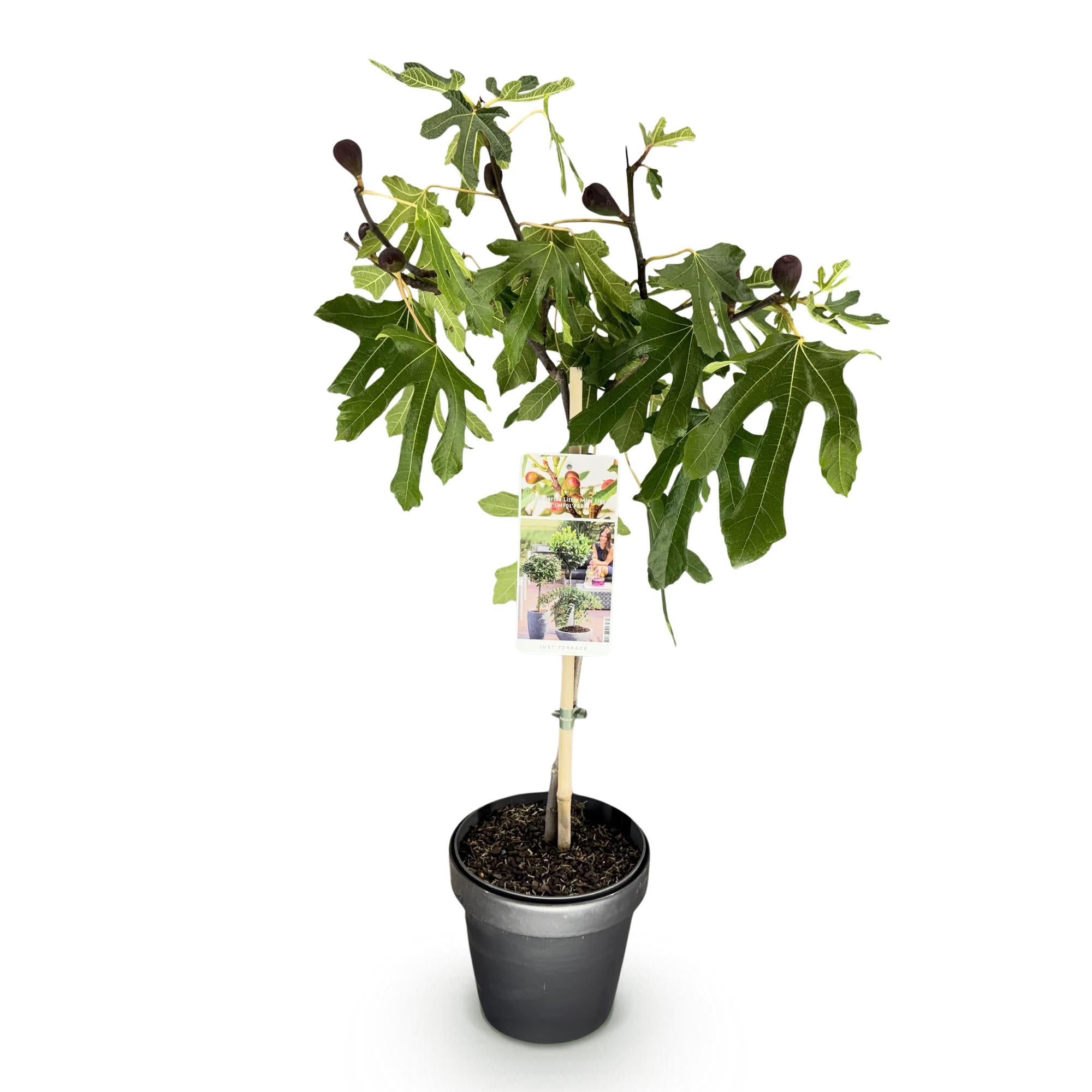 Plant op Stam - Ficus carica Little Miss Figgy - Terras Plant - Bladverliezend - Winterhard - Groene Vrucht - Pot 19cm Hoogte 90cm