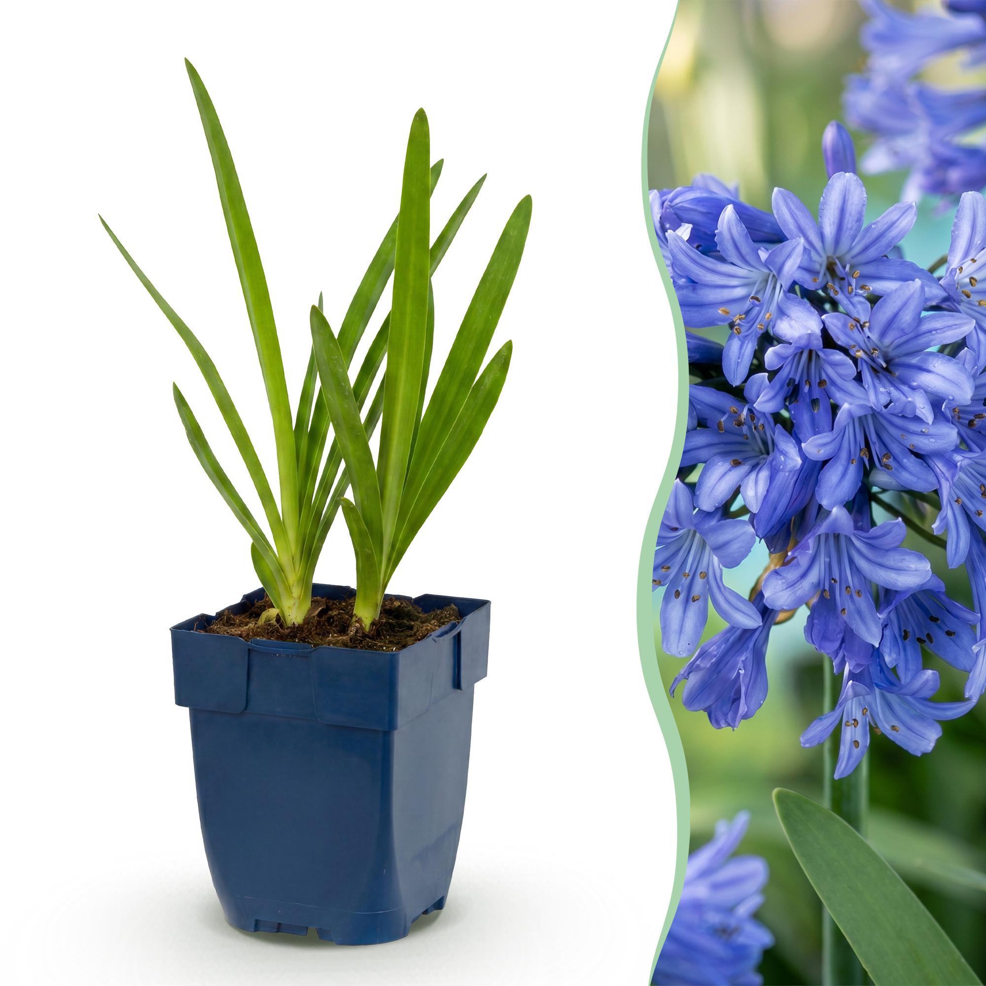 Vasteplant - Agapanthus africanus - Afrikaanse Lelie - Bijen en Vlinderlokkers - Blauw - 1 Plant - Pot 11cm - Hoogte 15-25cm