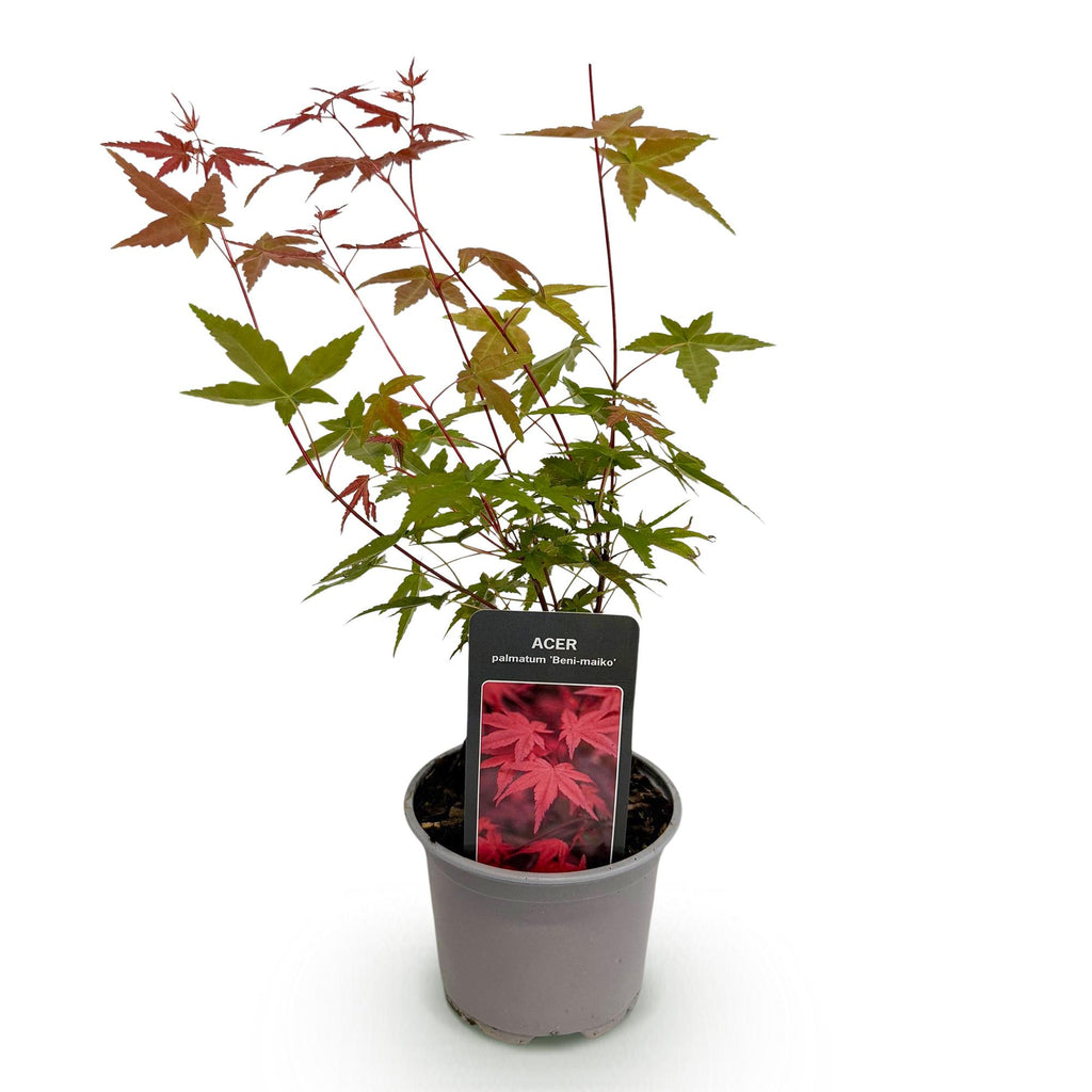 Tuinplant - Acer palmatum Beni-maiko - Rood - 1 Plant - Bladverliezend - Weinig Onderhoud - Pot 12cm Hoogte 35cm