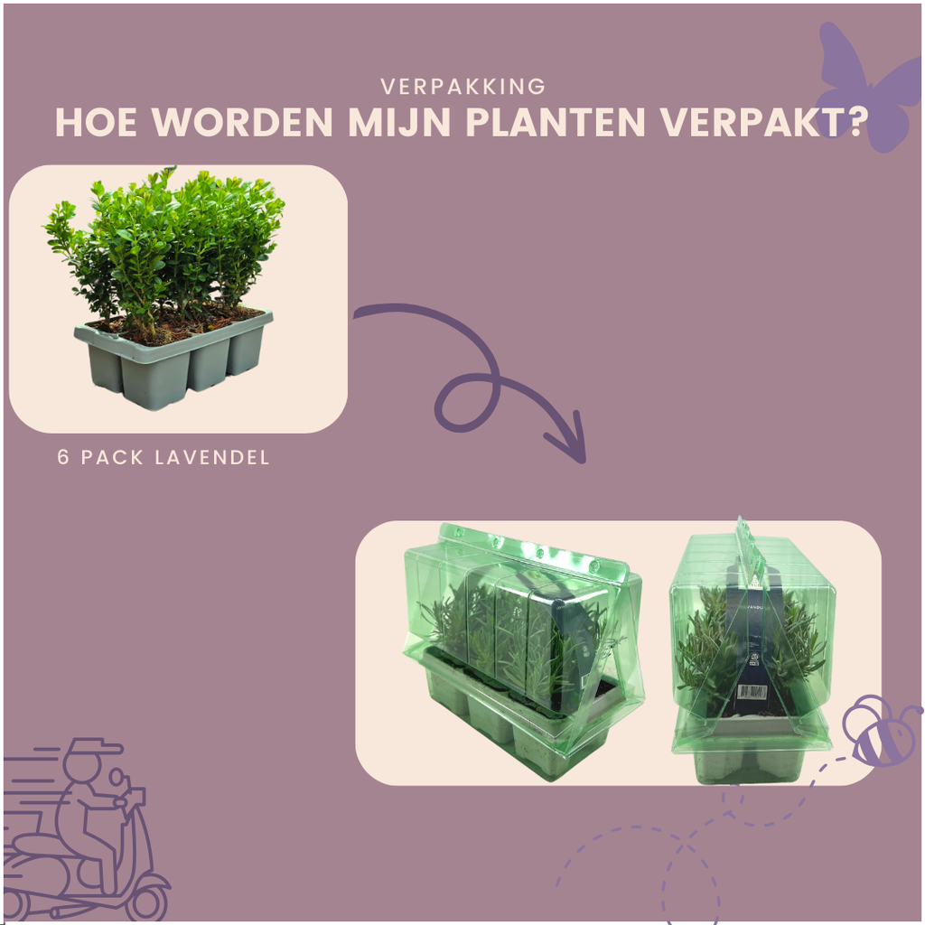12 x 6-Pack Buxus NewGen Freedom – Winterharde Groenblijvende Struiken 72 x Ø7 cm - ↕15 cm | Compacte Buxus