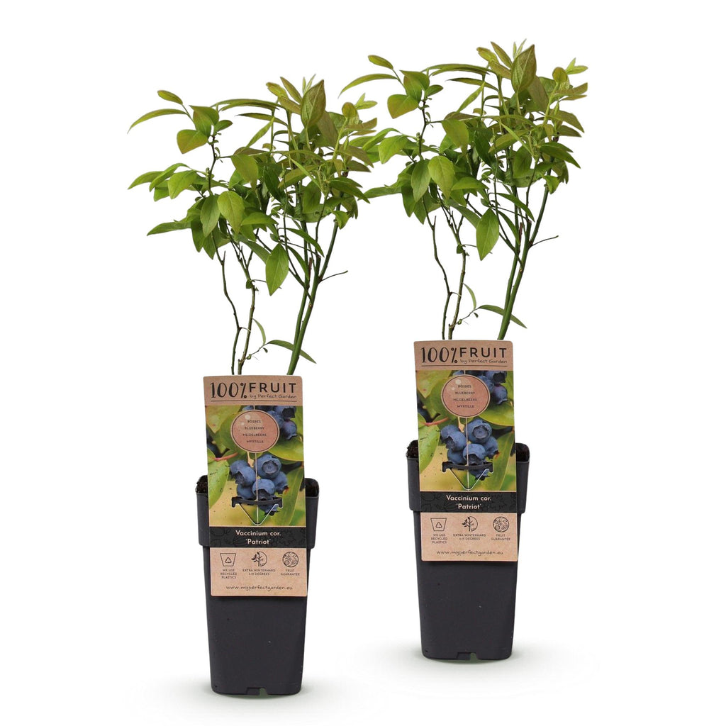 Fruitplant - Vaccinium corymbosum Patriot - Bosbes - Winterhard - Blauwe Bes - 2 Planten - Pot 15cm - Hoogte 50cm