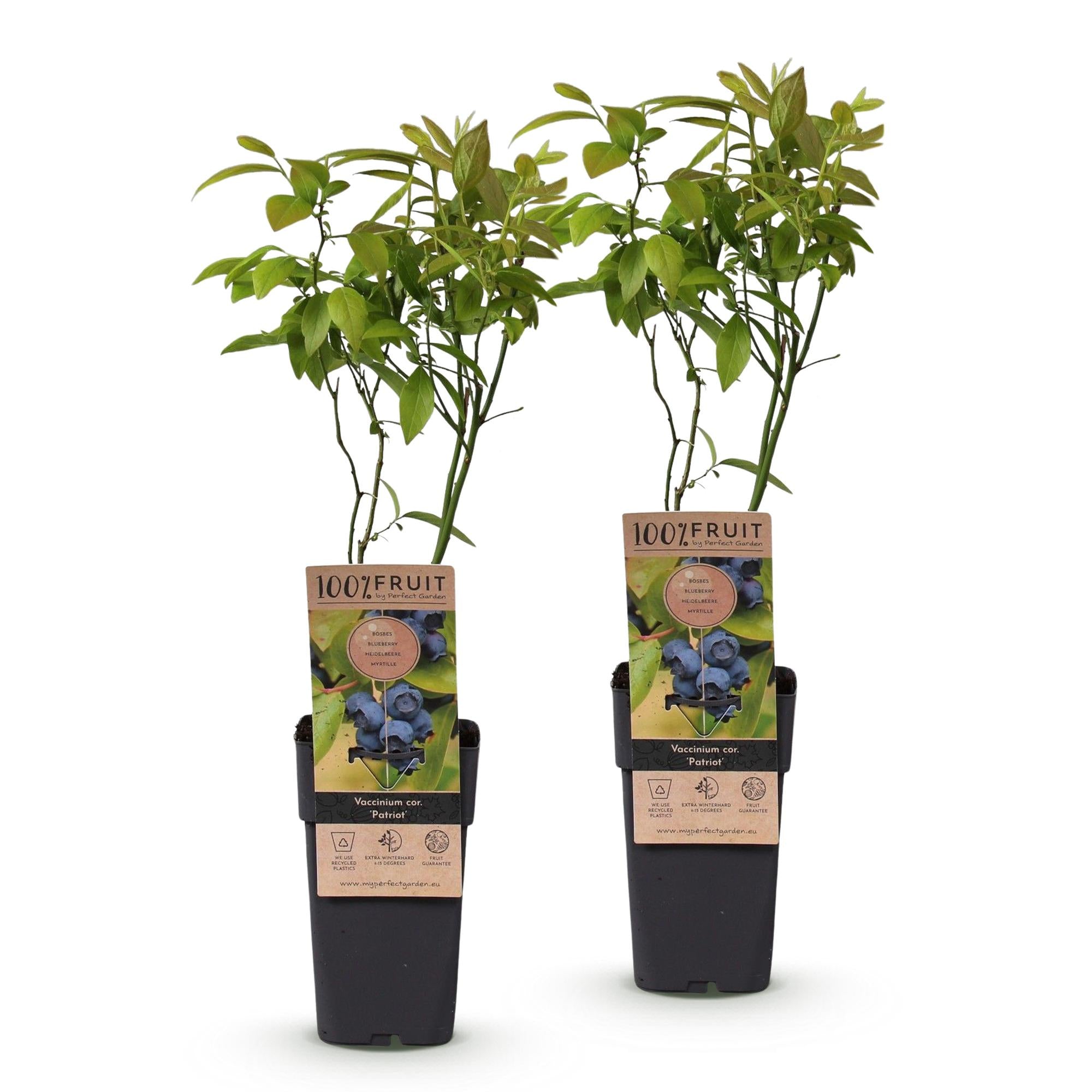 Fruitplant - Vaccinium corymbosum Patriot - Bosbes - Winterhard - Blauwe Bes - 2 Planten - Pot 15cm - Hoogte 50cm