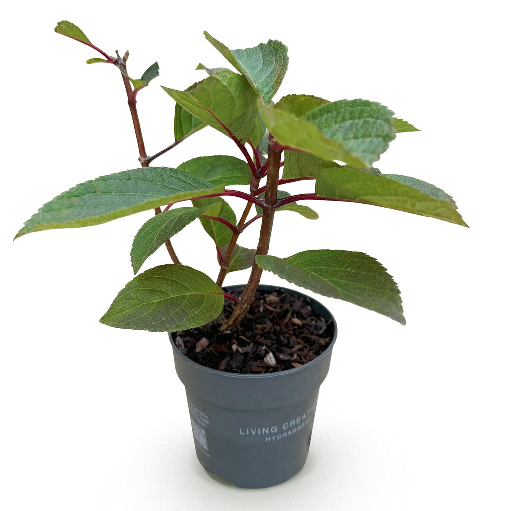 Tuinplant - Hydrangea panniculata Living Infinity - Pluimhortensia - Winterhard - Wit - 1 Plant - Pot 12cm - Hoogte Hoogte 20-30cm