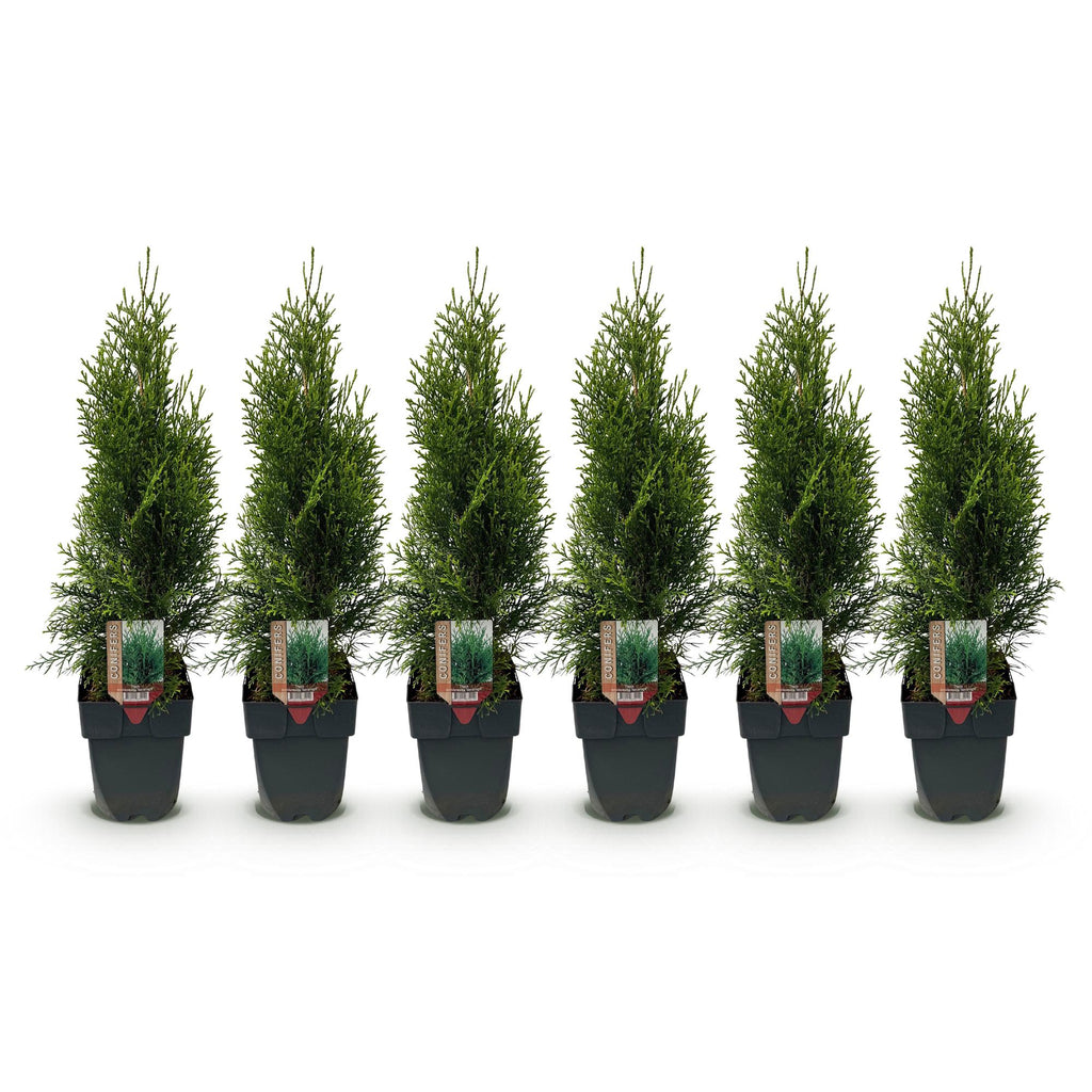 Haagplanten - Thuja occidentalis Smaragd - blad groen - 6 planten - 1 strekkende meter - groenblijvend - pot 17cm hoogte 60cm