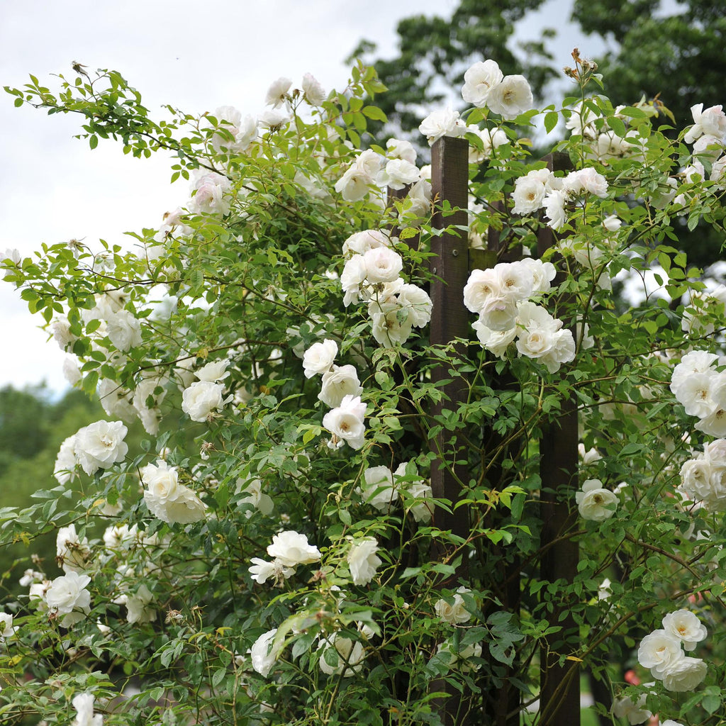 Klimroos - Rosa White Climber - Bloem Wit - Weinig onderhoud - 2 planten - Pot 11cm Hoogte 40cm