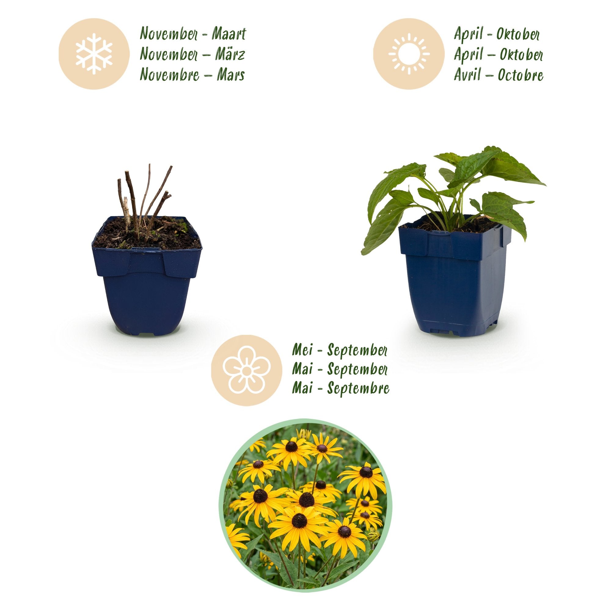 Vasteplant - Rudbeckia fulg. Goldsturm - Gele zonnehoed - Bijen- en vlinderlokkers - Geel - 1 Plant - Pot 11cm - Hoogte 15-25cm