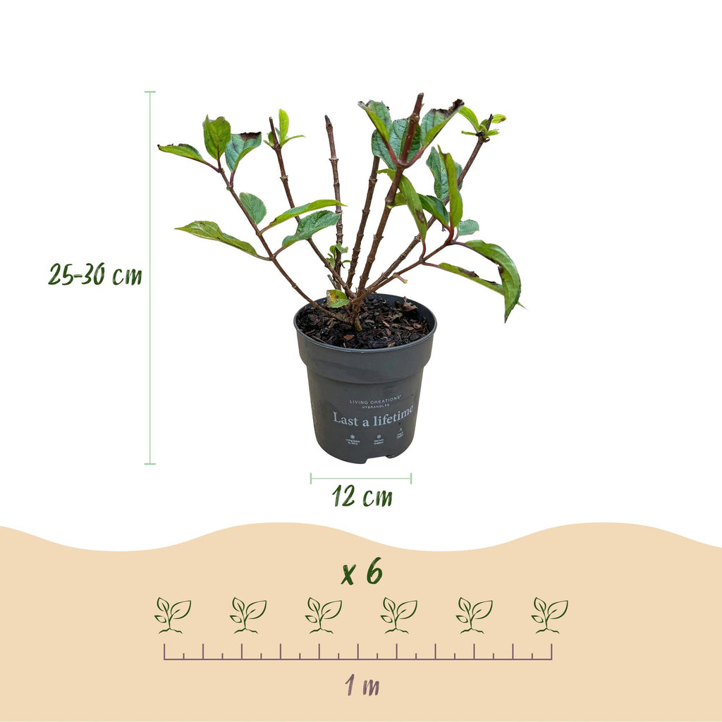 Tuinplant - Hydrangea panniculata Living Little Rosy - Pluimhortensia - Winterhard - Roze - 1 Plant - Pot 12cm - Hoogte Hoogte 20-30cm