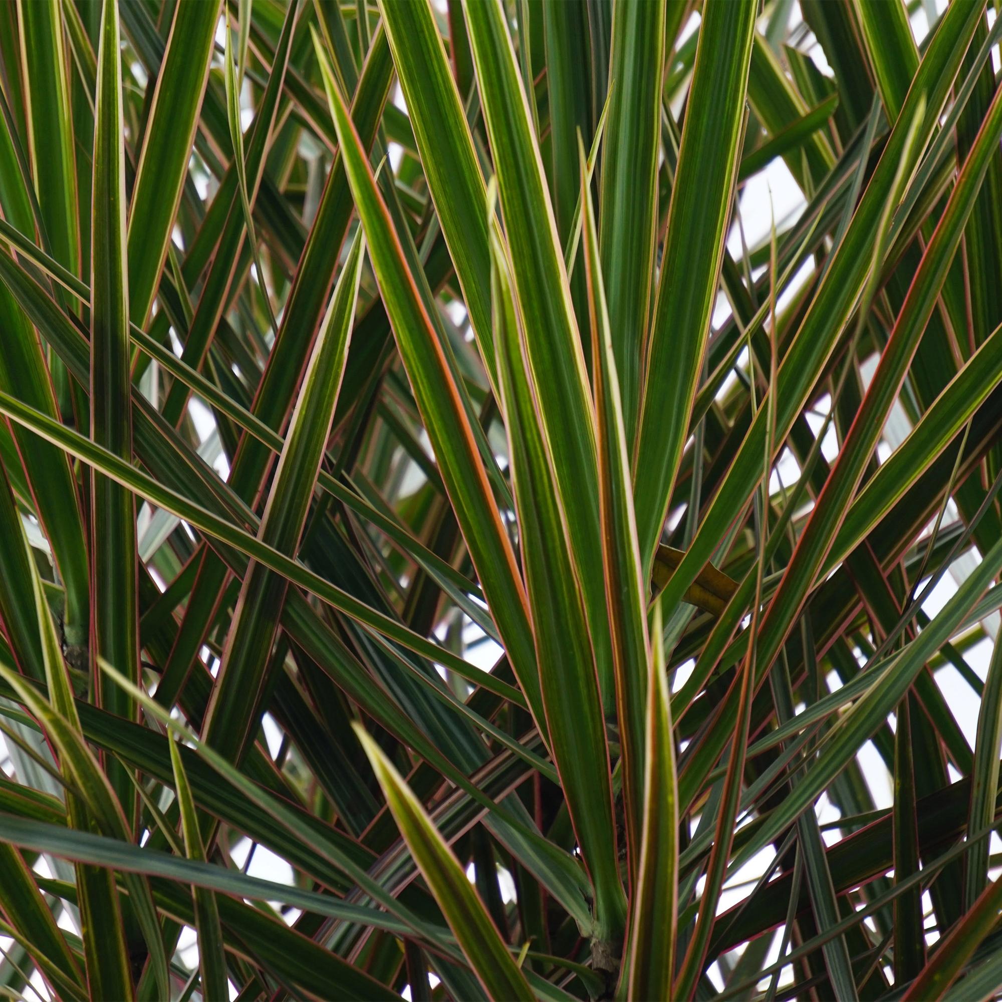 Green is... Kamerplanten - Dracaena Marginata - Drakenbloedboom - Weinig onderhoud - met mand - Groen - 1 Plant - Pot 17cm - Hoogte 70-80cm