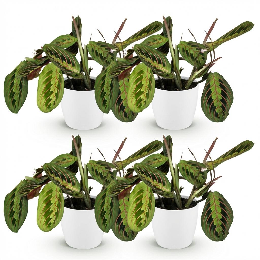 Kamerplant - Maranta Fascinator Tricolour - Gebedsplant - Huisdiervriendelijke Plant - Groen - 4 Planten - met Potter Wit - Pot 12cm - Hoogte 25cm