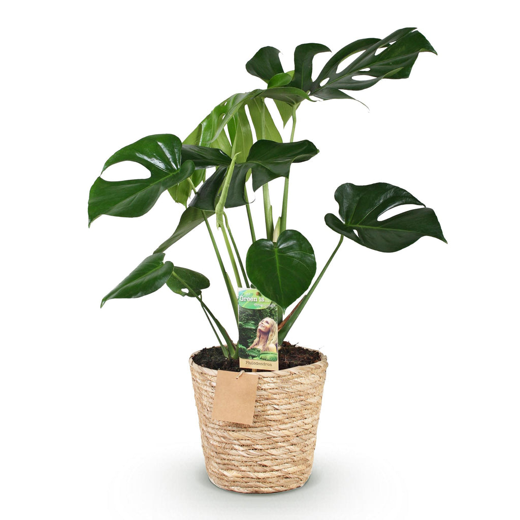 Green is... Kamerplanten - Monstera Deliciosa - Gatenplant - Weinig onderhoud - met mand - Groen - 1 Plant - Pot 17cm - Hoogte 50-55cm
