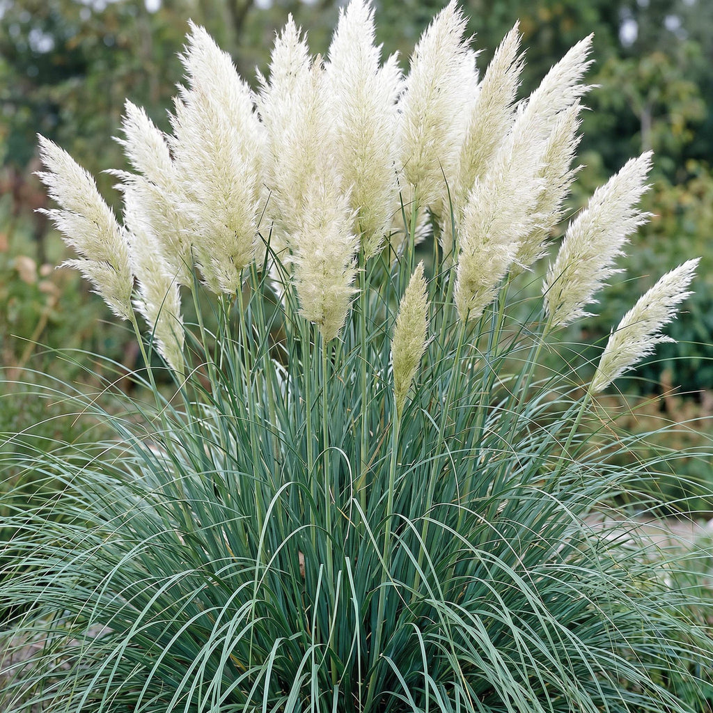 Grassen - Cortaderia sell. Pumila - Dwergpampasgras - Met Pluim - Grijs - 24 Planten - Pot 11cm - Hoogte 15-25cm