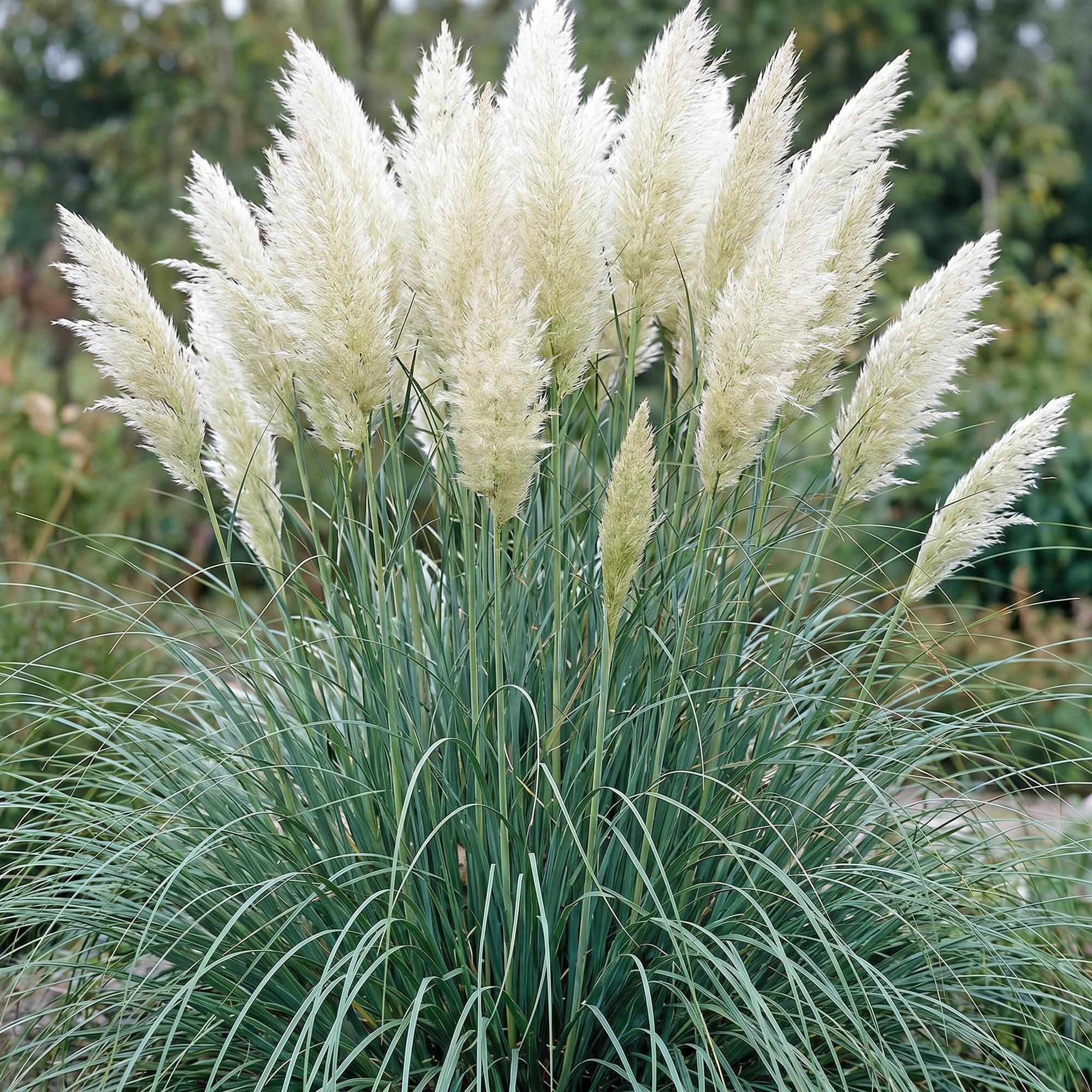 Grassen - Cortaderia sell. Pumila - Dwergpampasgras - Met Pluim - Grijs - 24 Planten - Pot 11cm - Hoogte 15-25cm
