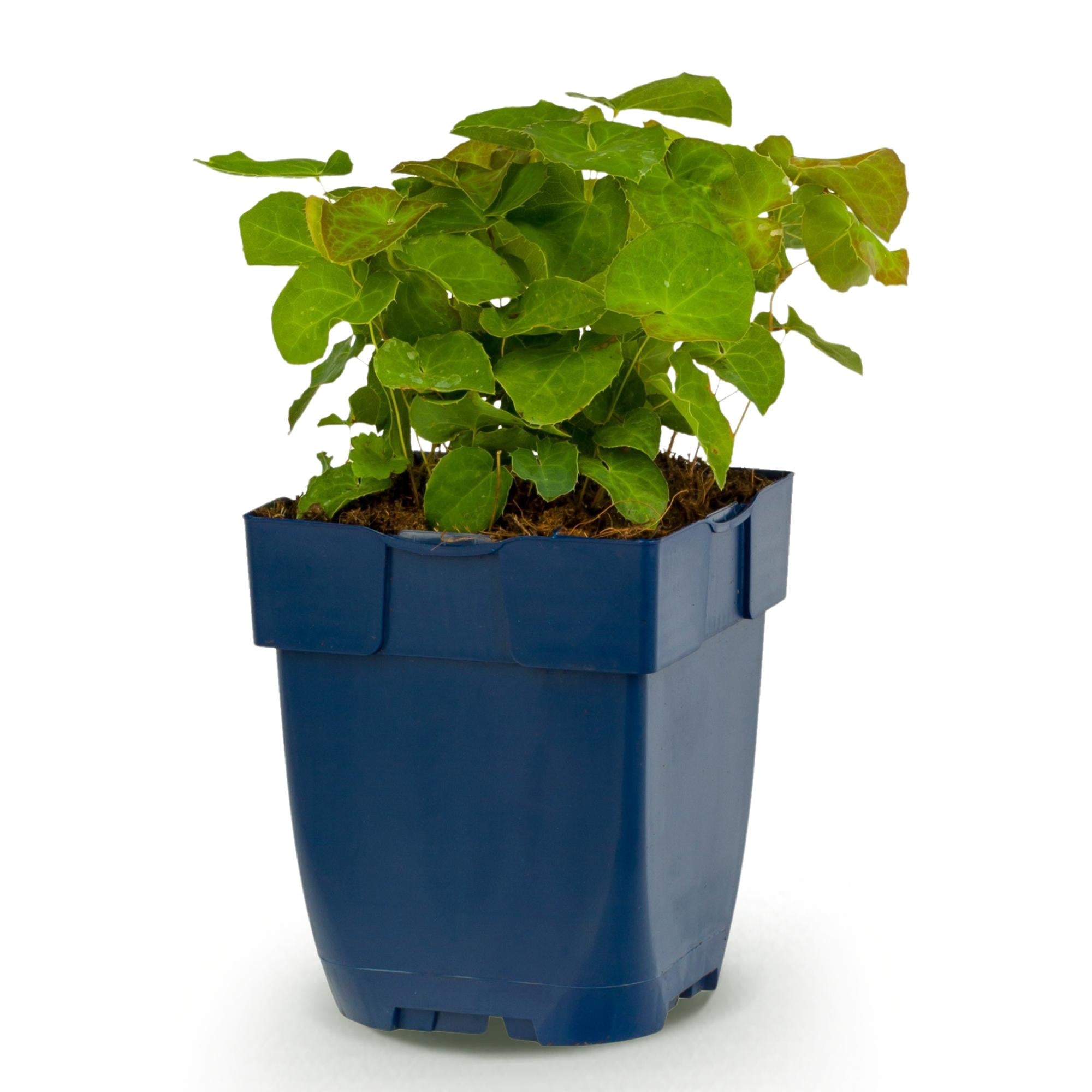 Vasteplant - Epimedium perralch. Frohnleiten - Elfenbloem - Schaduw - Geel - 1 Plant - Pot 11cm - Hoogte 15-25cm