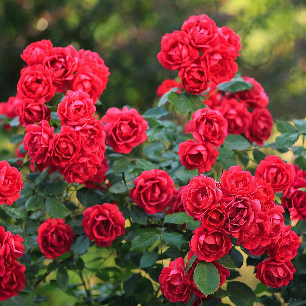 Tuin Roos - Rosa Rote The Fairy - Roos - Winterhard - Rood - 3 Planten - Pot 12cm - Hoogte Hoogte 20-25cm