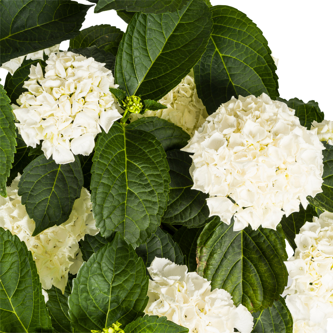 Hydrangea Macrophylla White Ø24cm - ↕70 - 80cm