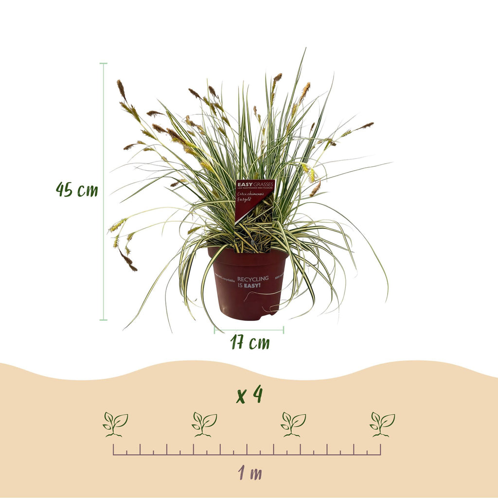 Siergrassen - Carex oshimensis Evergold - Geel & Groen - 1 Plant - Groenblijvend - Winterhard - Pot 17cm Hoogte 50cm