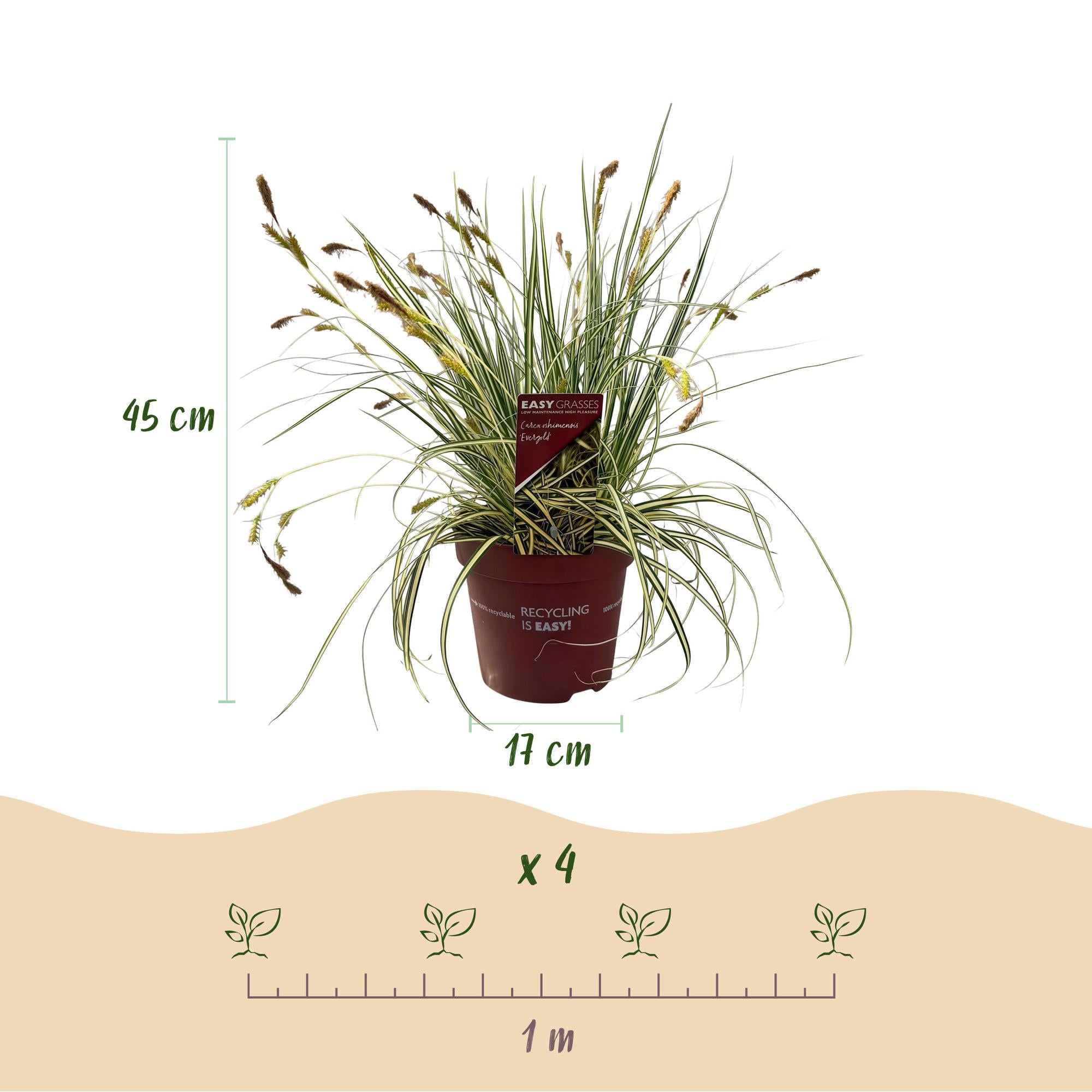 Siergrassen - Carex oshimensis Evergold - Geel & Groen - 1 Plant - Groenblijvend - Winterhard - Pot 17cm Hoogte 50cm