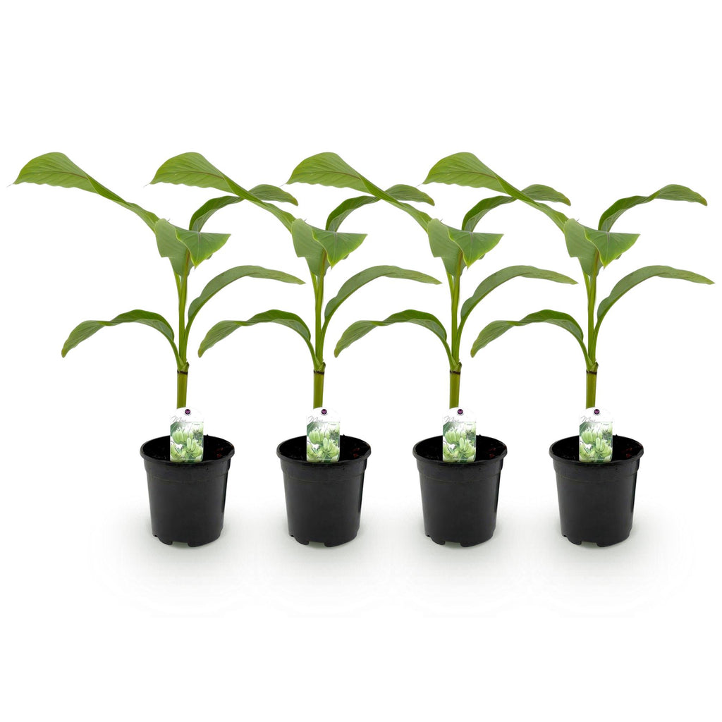 Fruitplant - Bananen plant - Musa Basjoo - Winterhard - 4 planten - Pot 17cm Hoogte 40cm