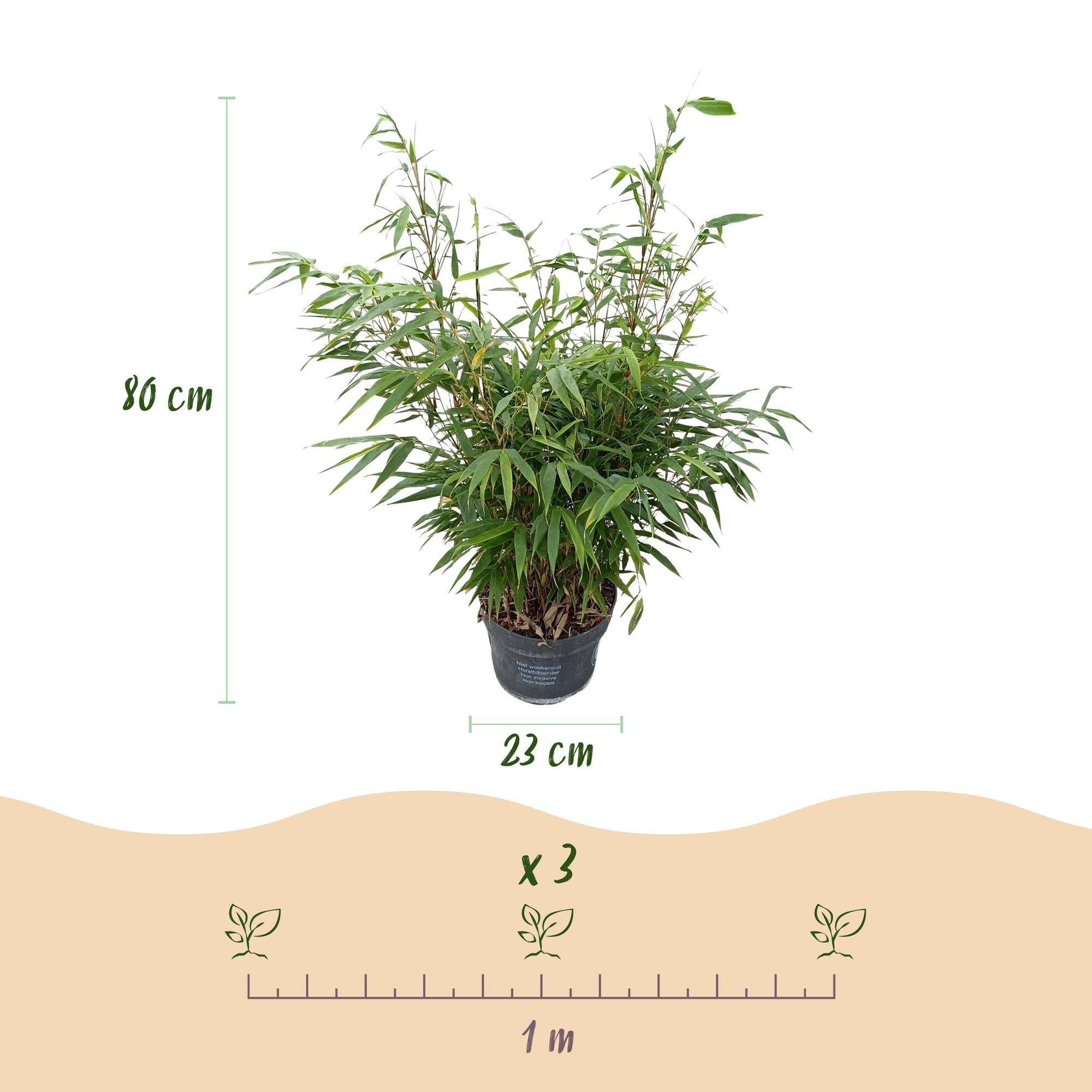 Grassen - Fargesia robusta Pingwu - Niet Woekerende Bamboe - Bladhoudend - Groen - 1 Plant - Pot 23 cm - Hoogte 80 cm